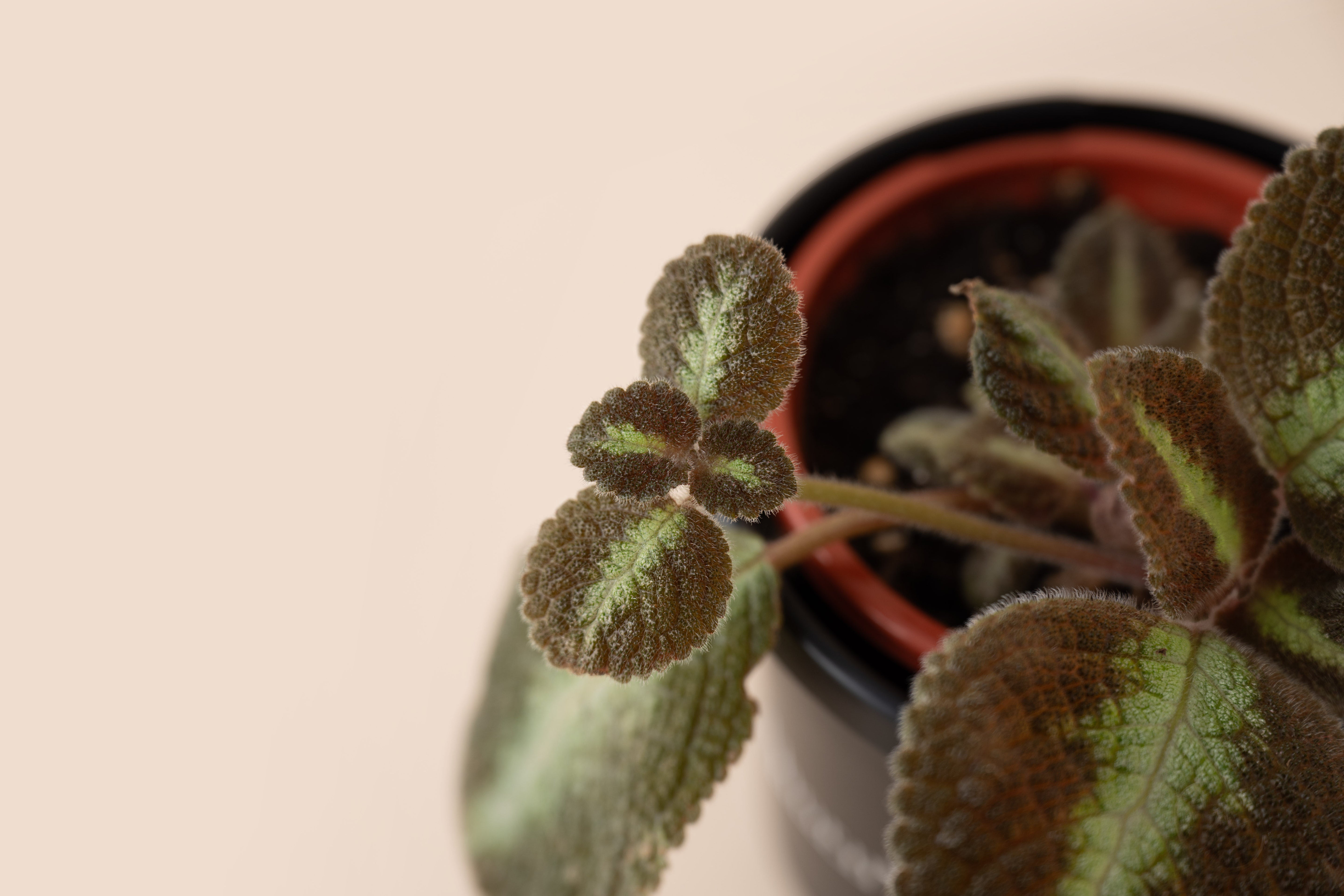 4" Episcia