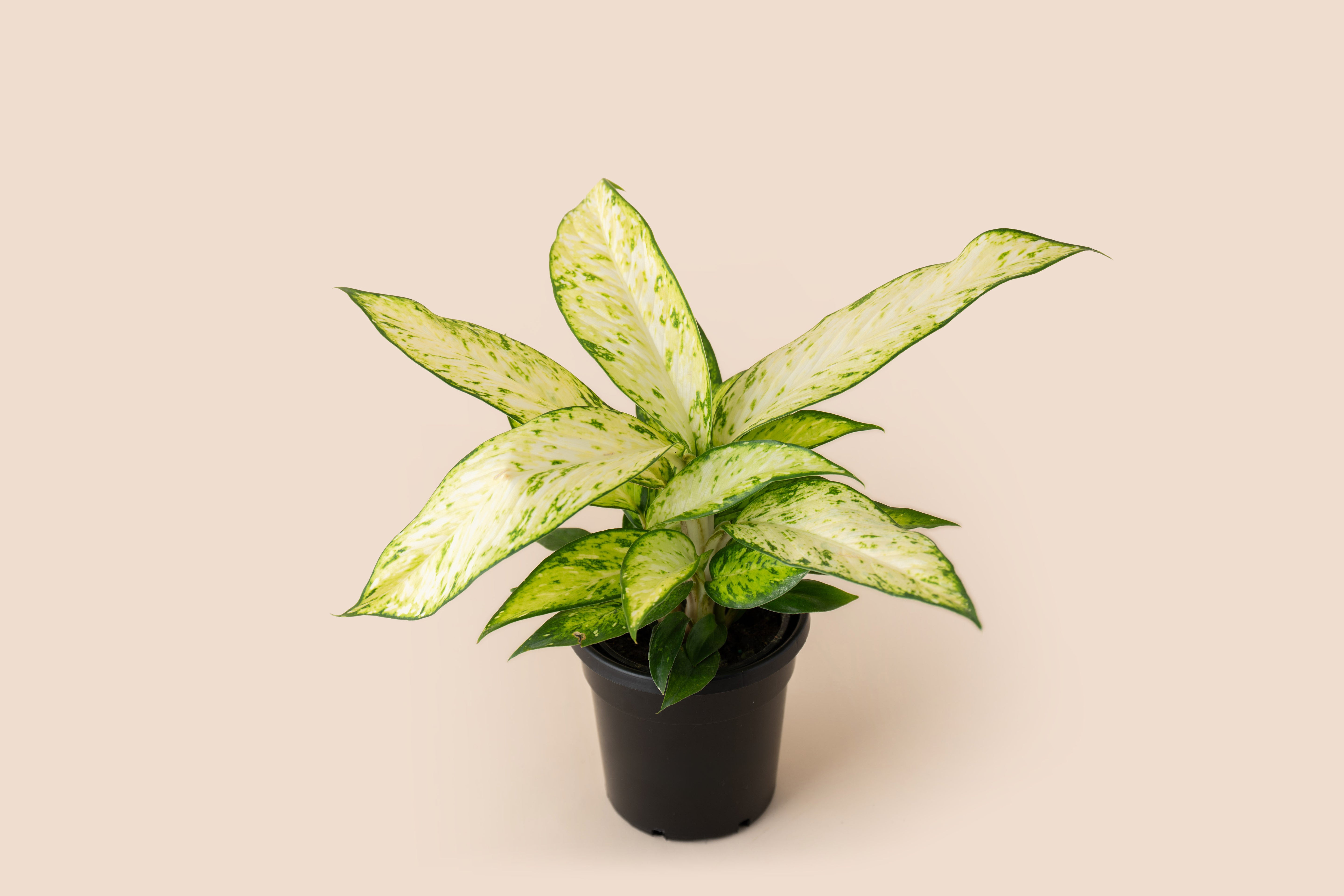 4" Dieffenbachia Starbright