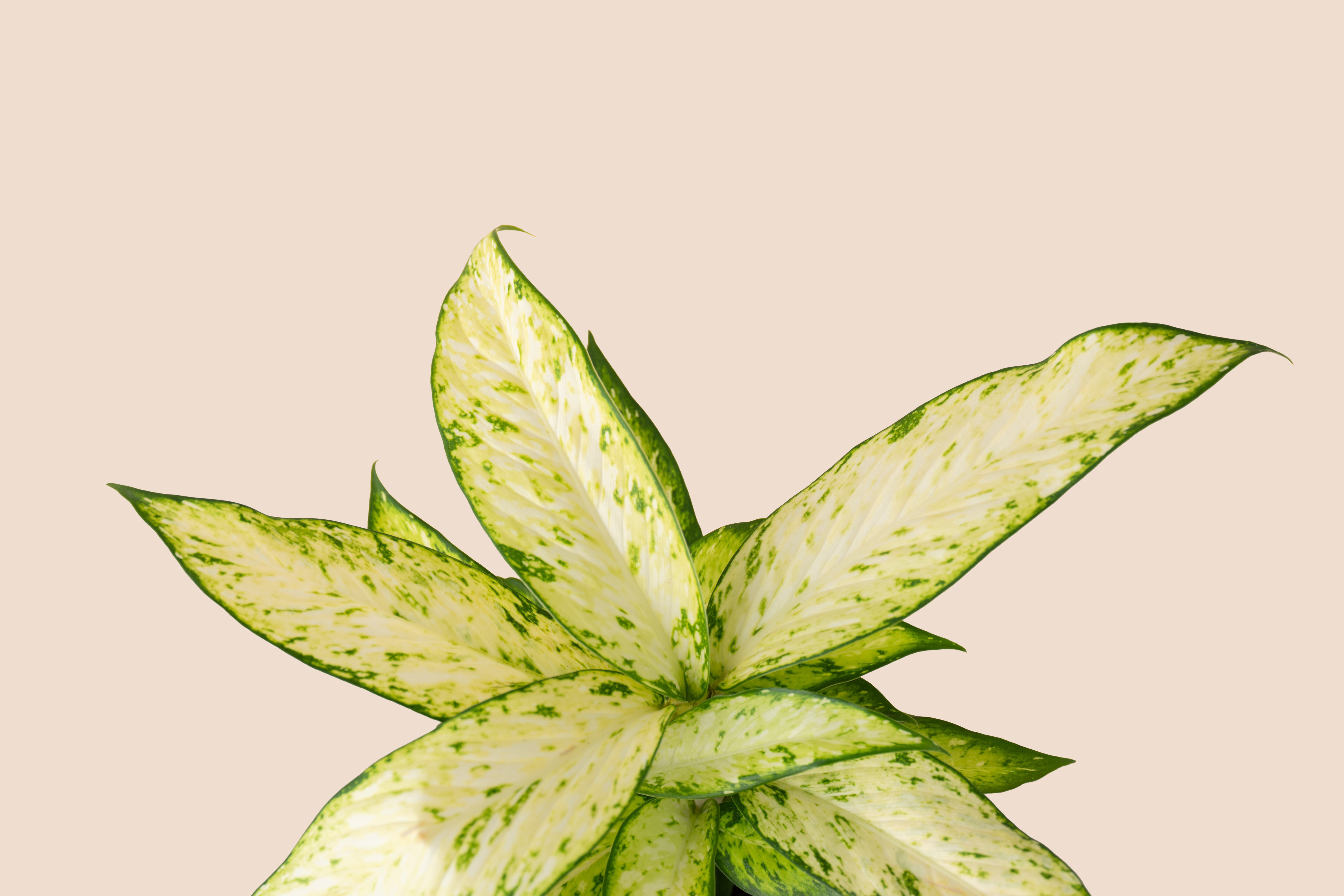 4" Dieffenbachia Starbright