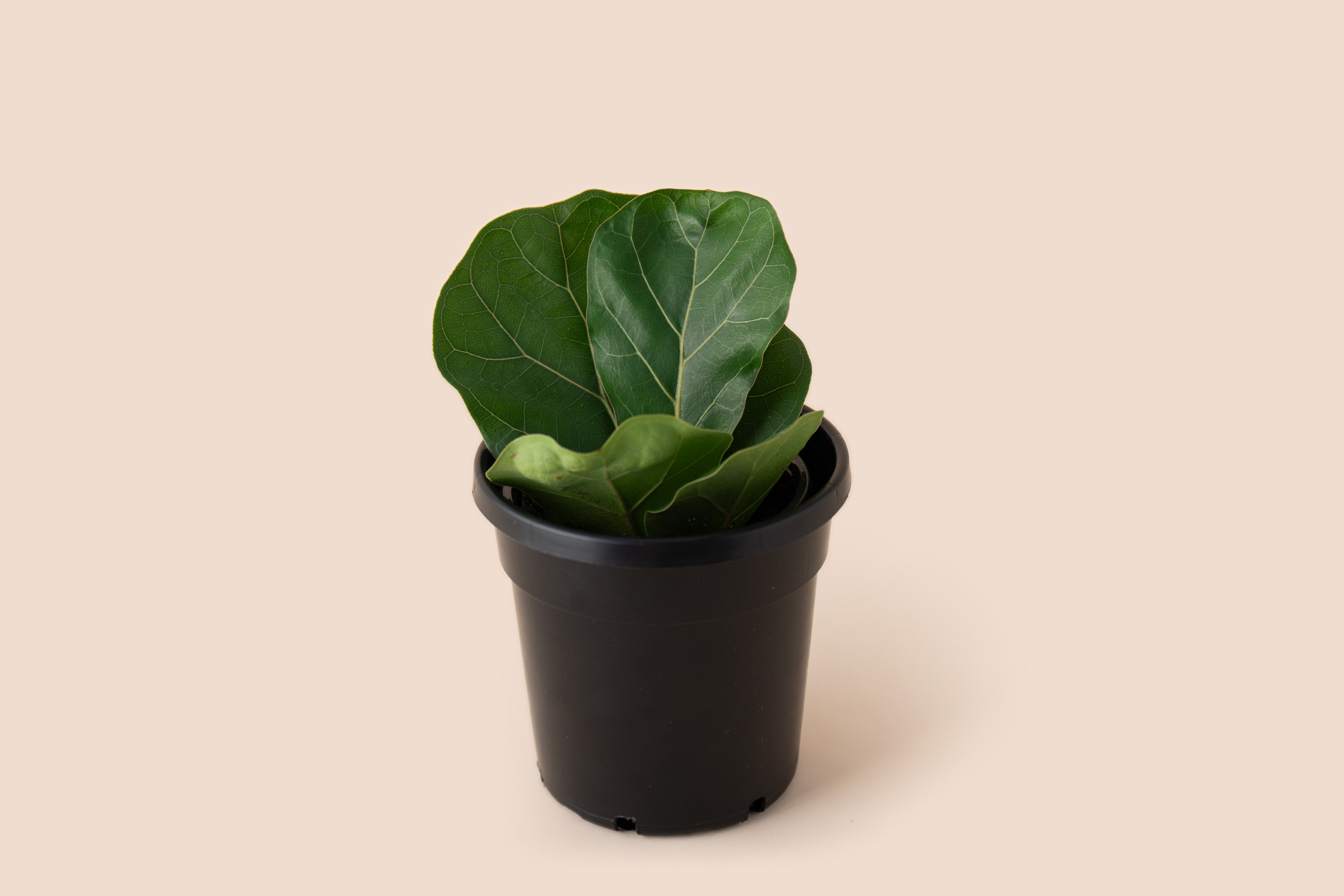 4" Fiddle Leaf Fig