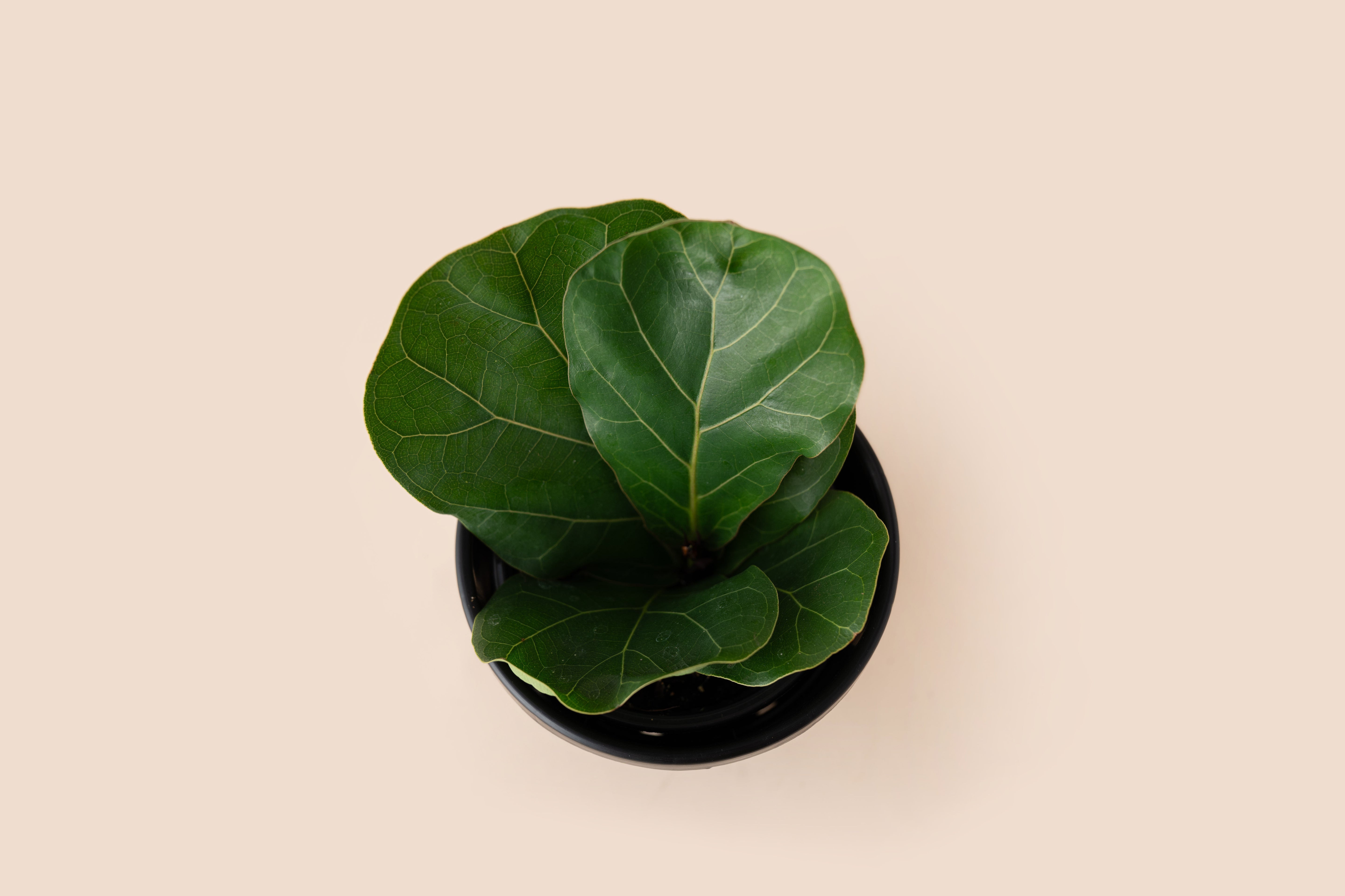 4" Fiddle Leaf Fig