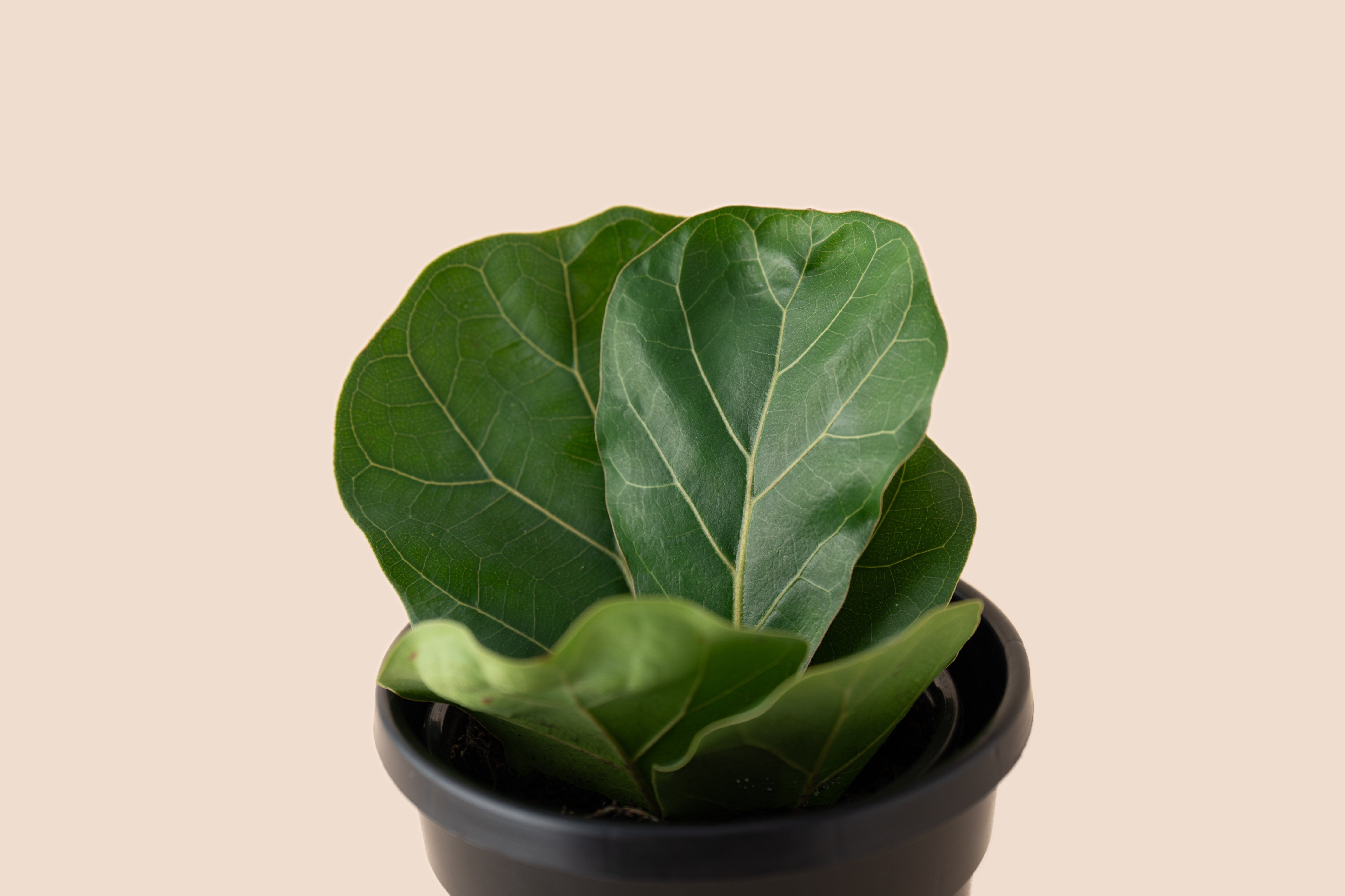 4" Fiddle Leaf Fig