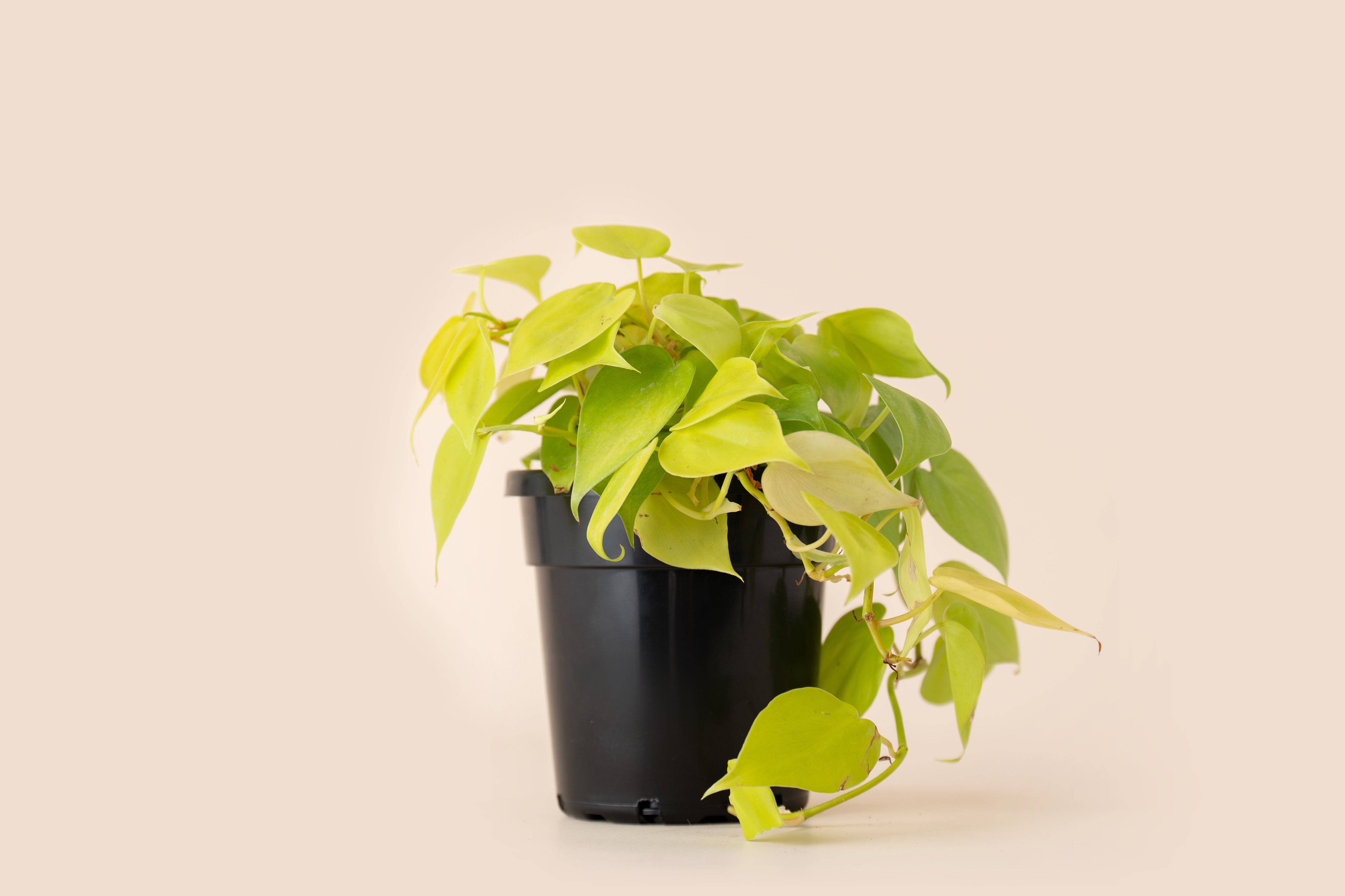 4" Philodendron Lemon