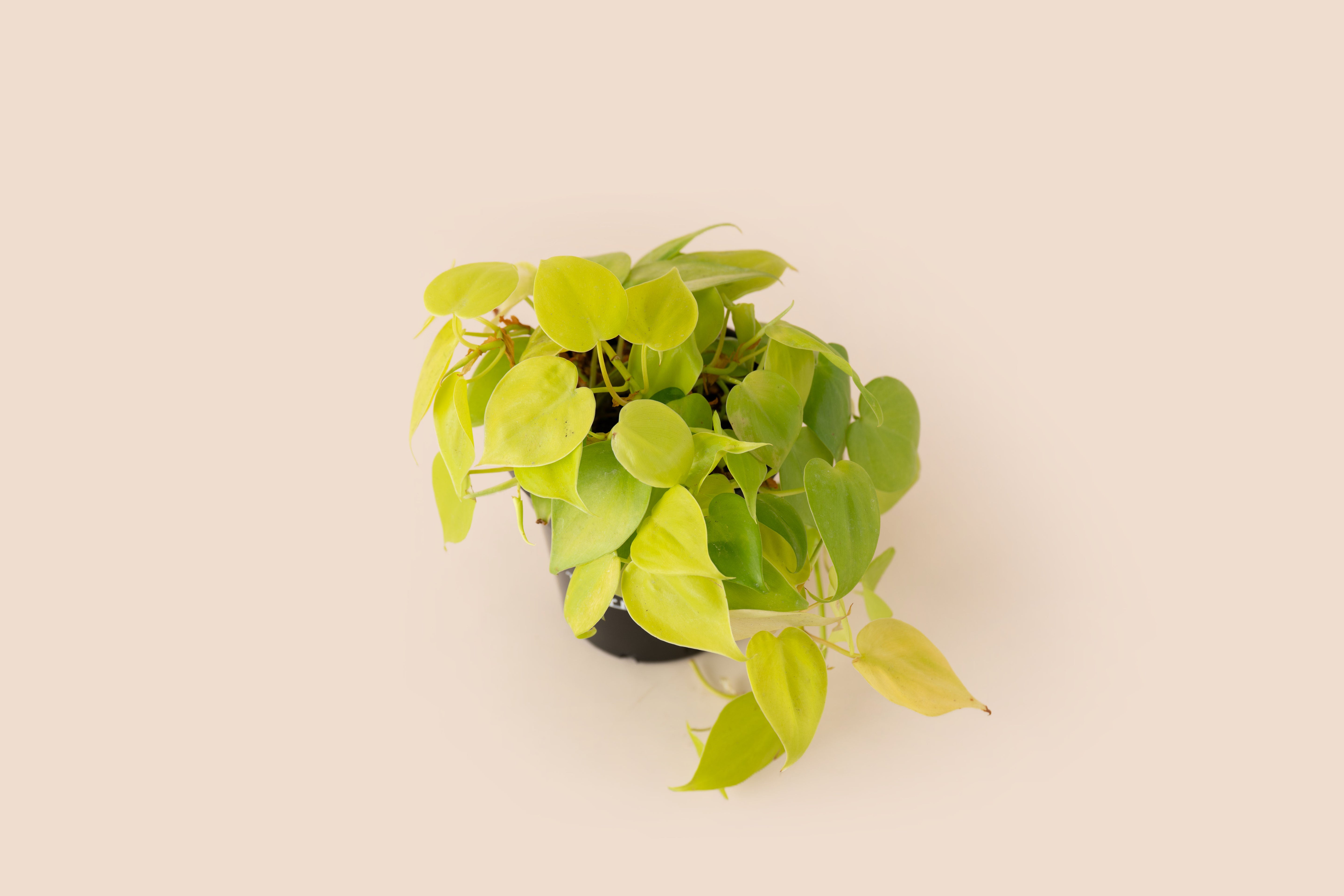 4" Philodendron Lemon