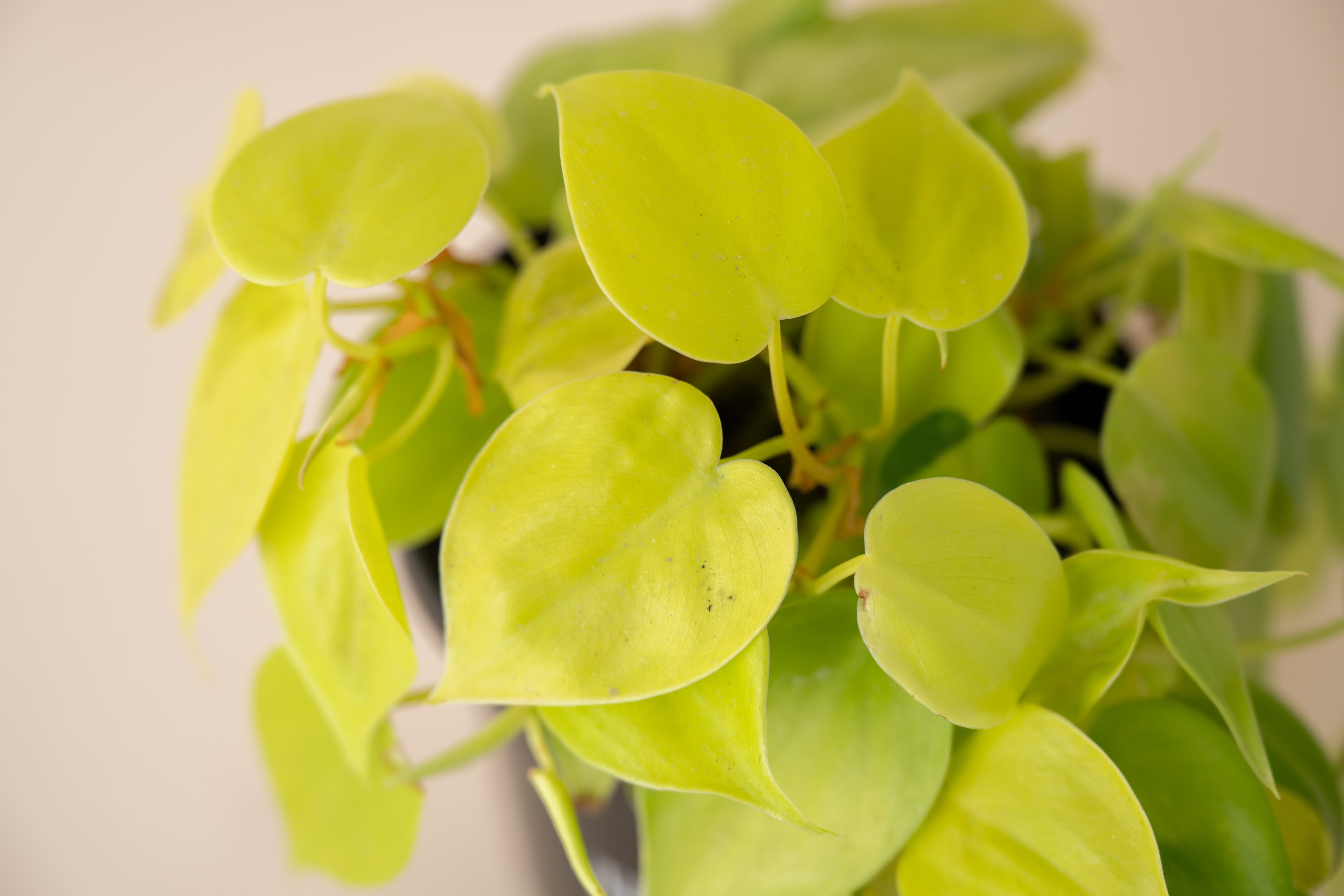 4" Philodendron Lemon