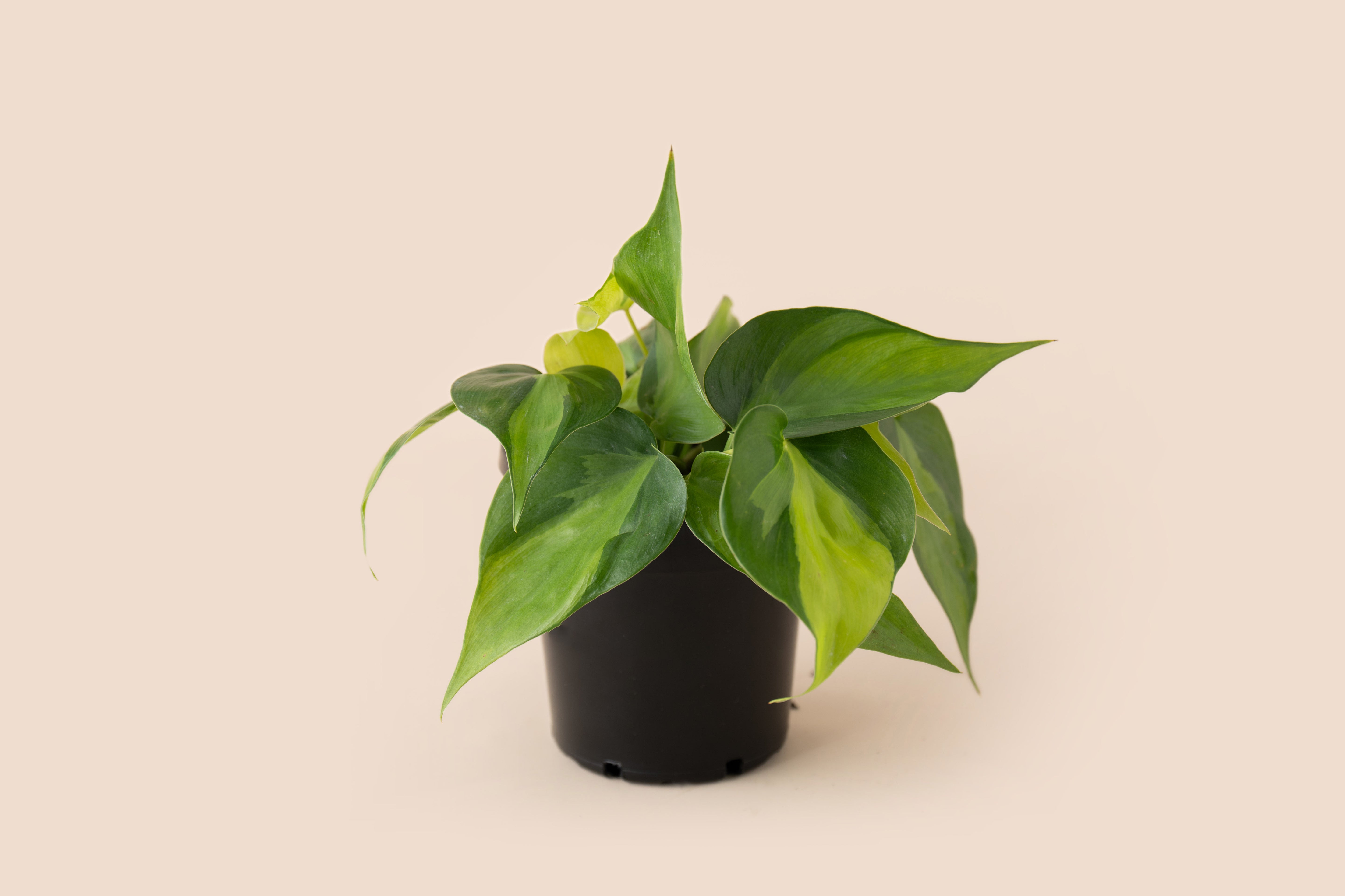 4" Philodendron Brasil