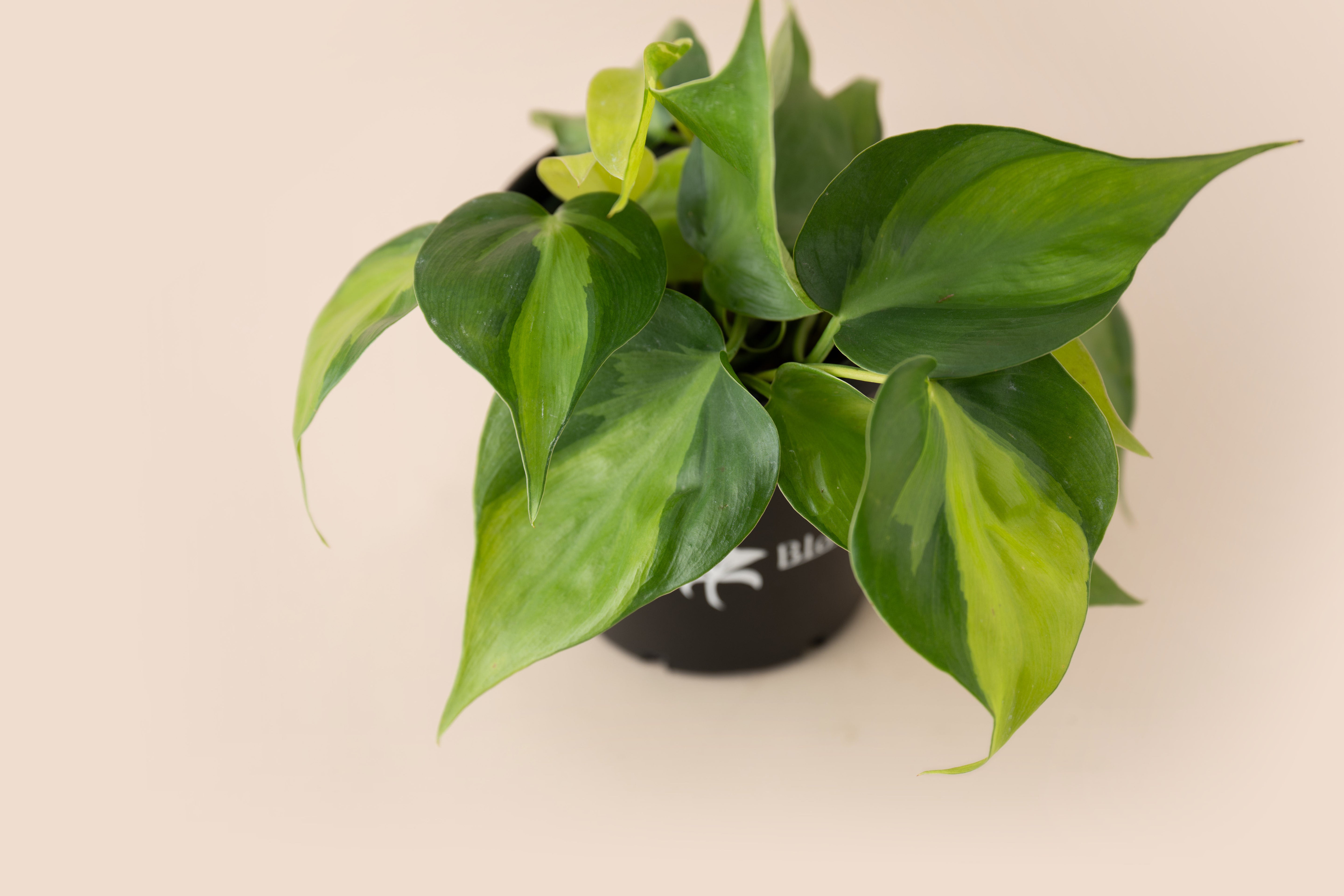 4" Philodendron Brasil
