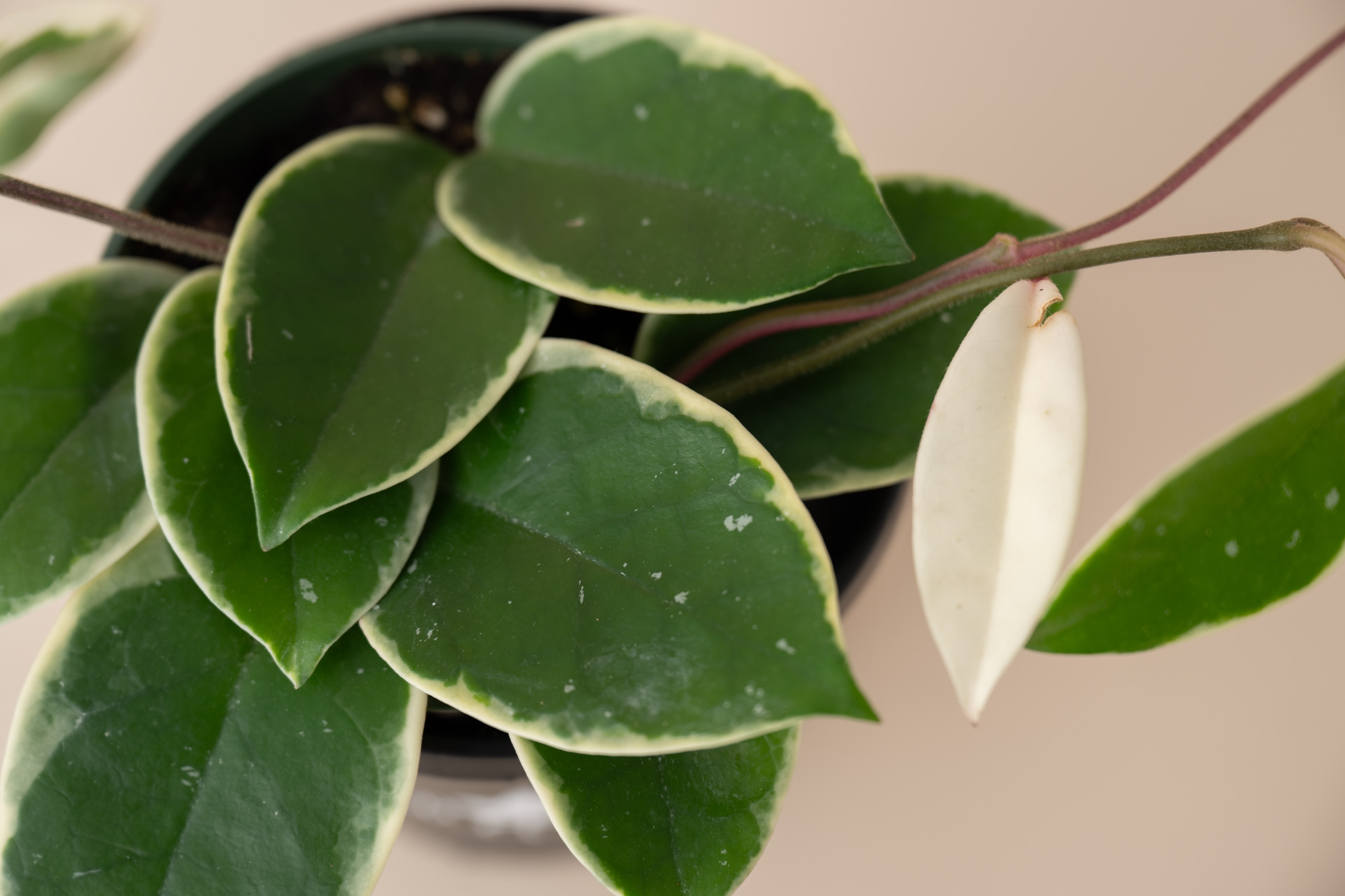 4" Hoya Carnosa