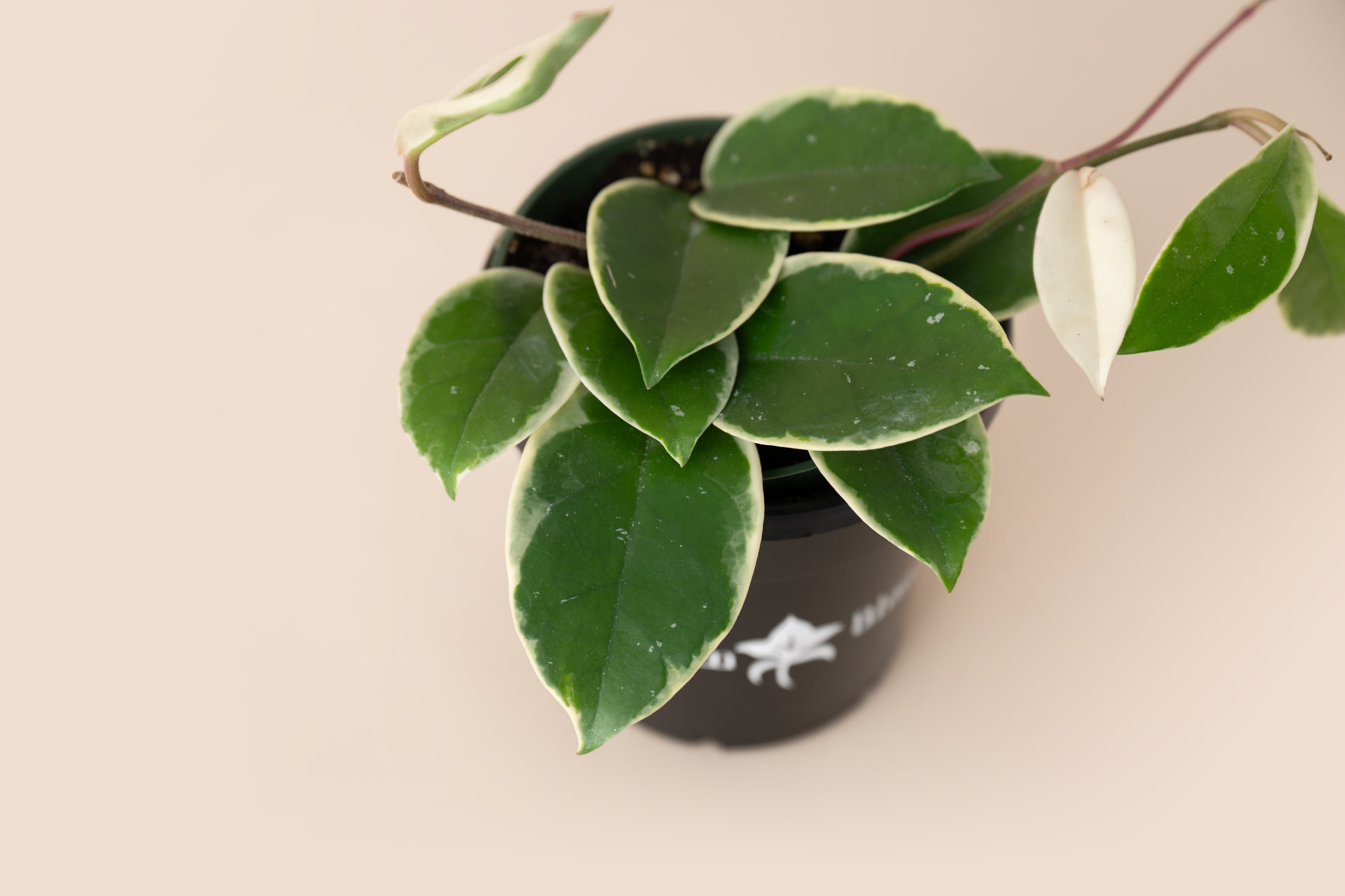 4" Hoya Carnosa
