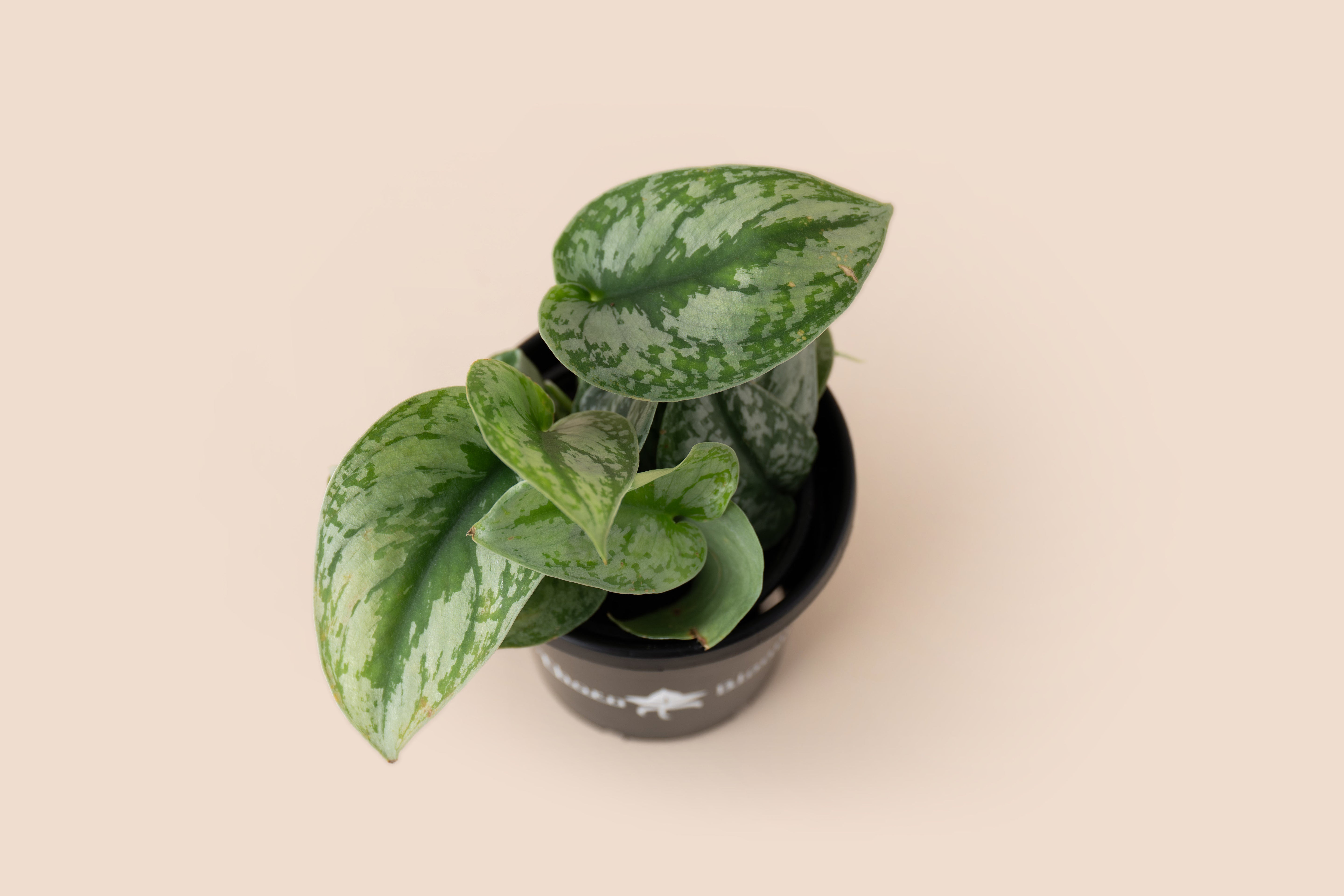 4" Scindapsus Silver Satin