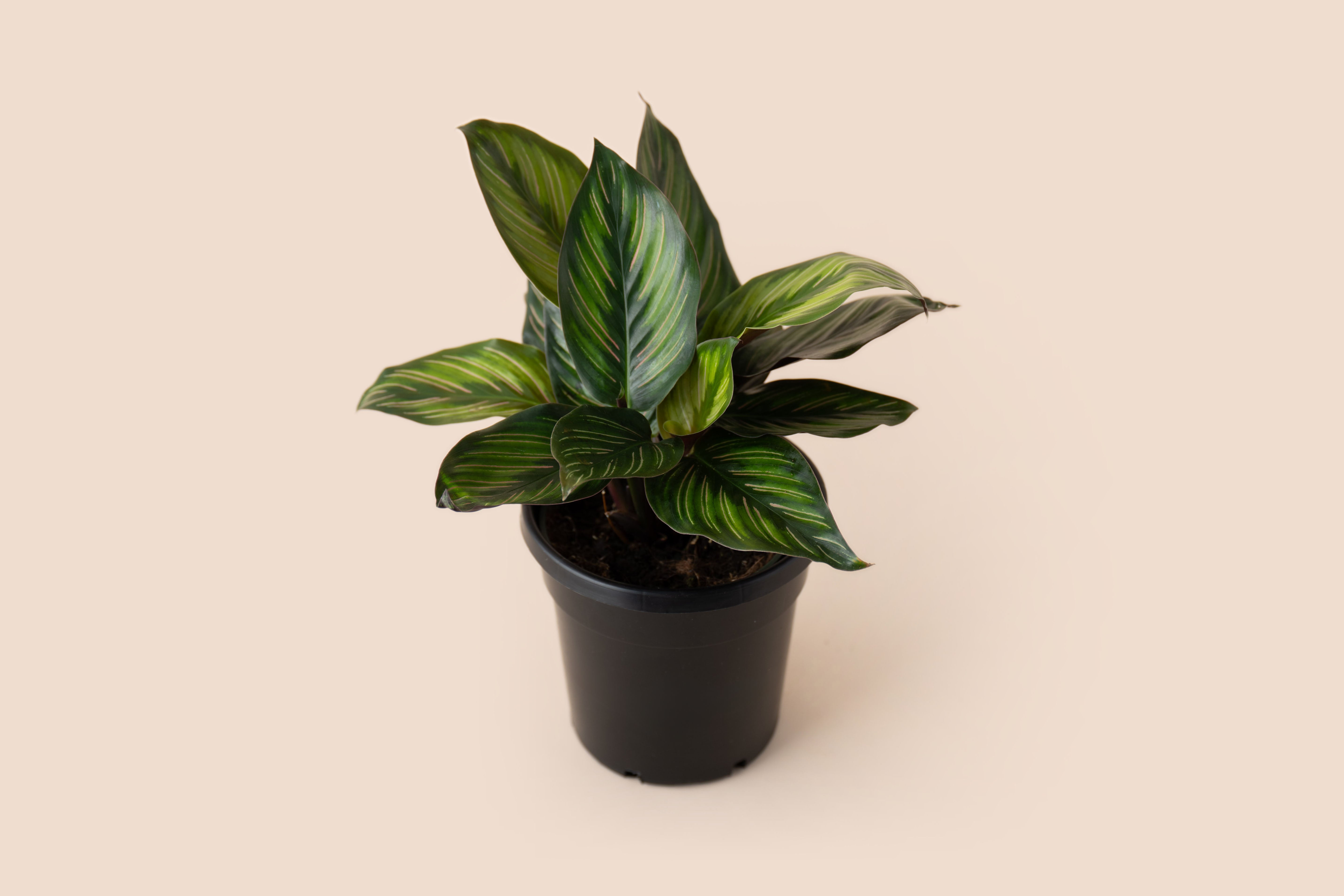 4" Calathea Beauty Star
