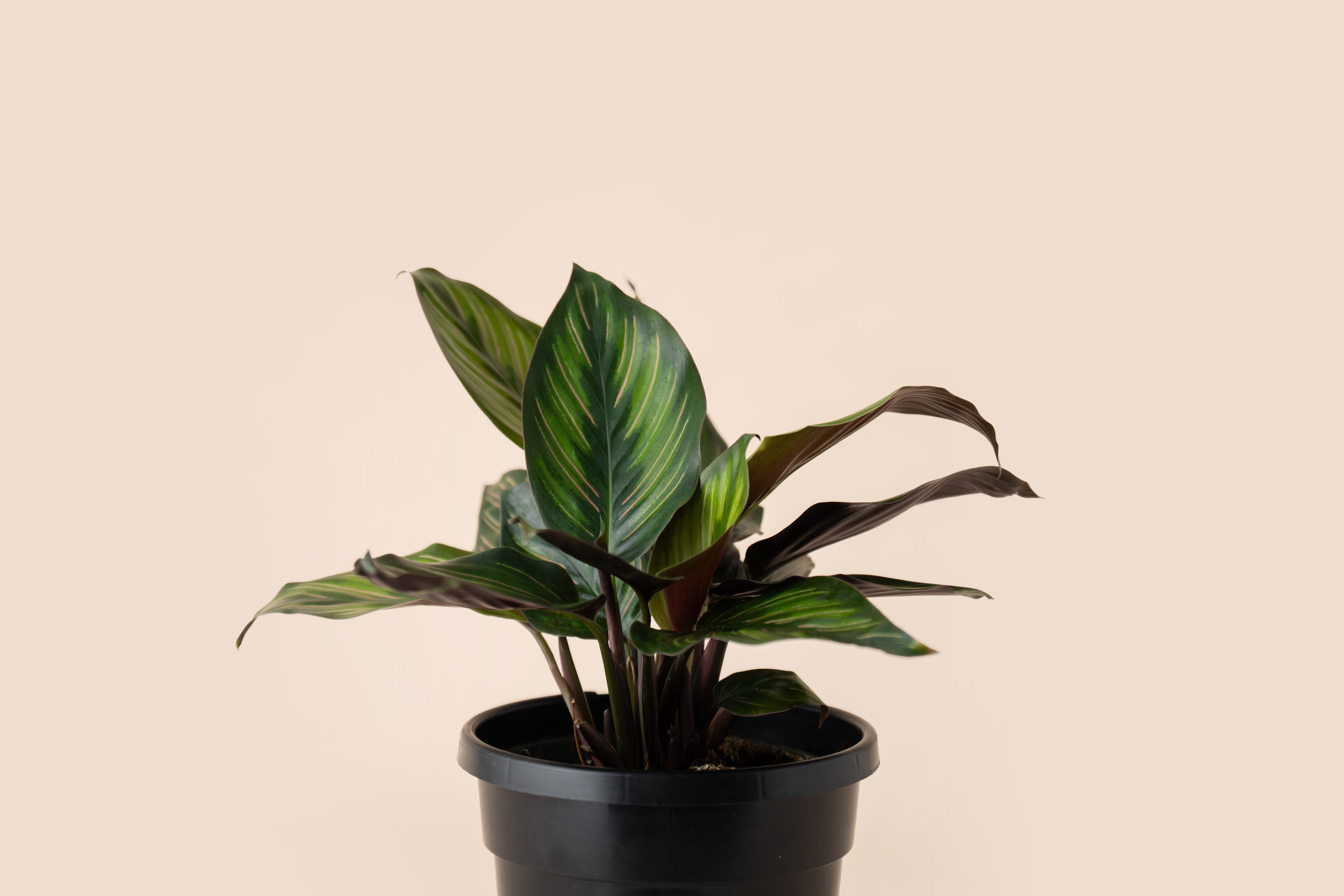 4" Calathea Beauty Star