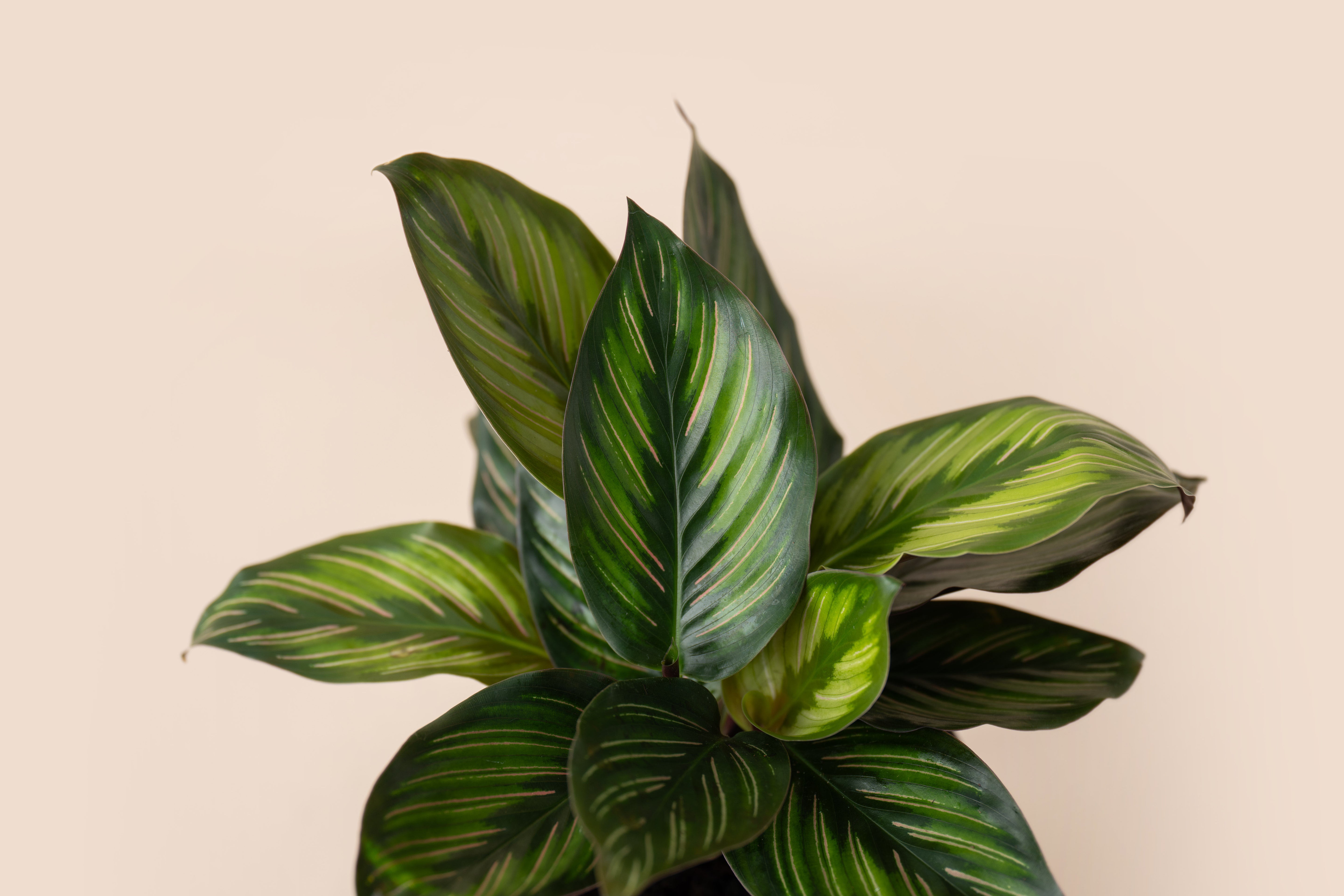 4" Calathea Beauty Star