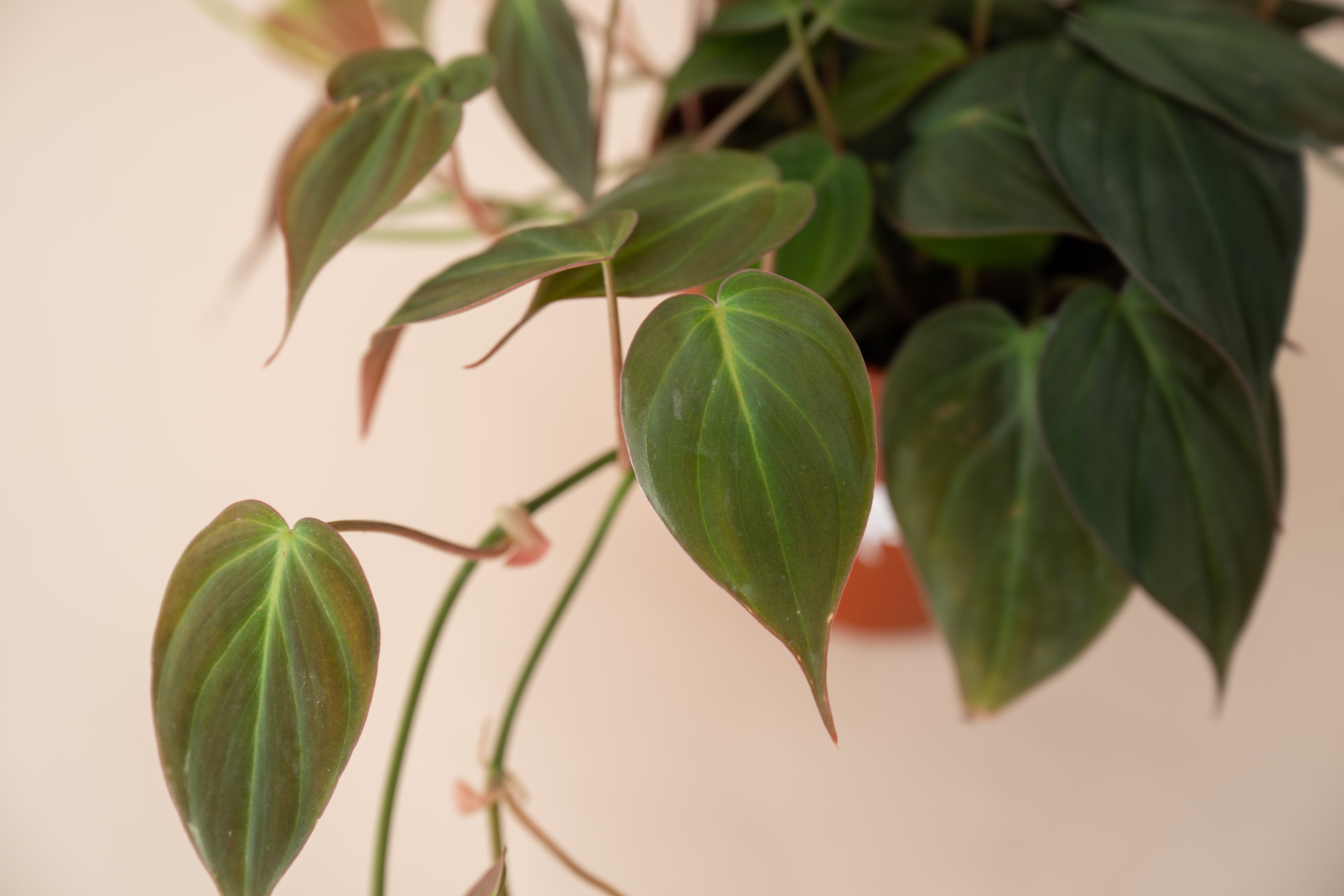 4" Philodendron Micans