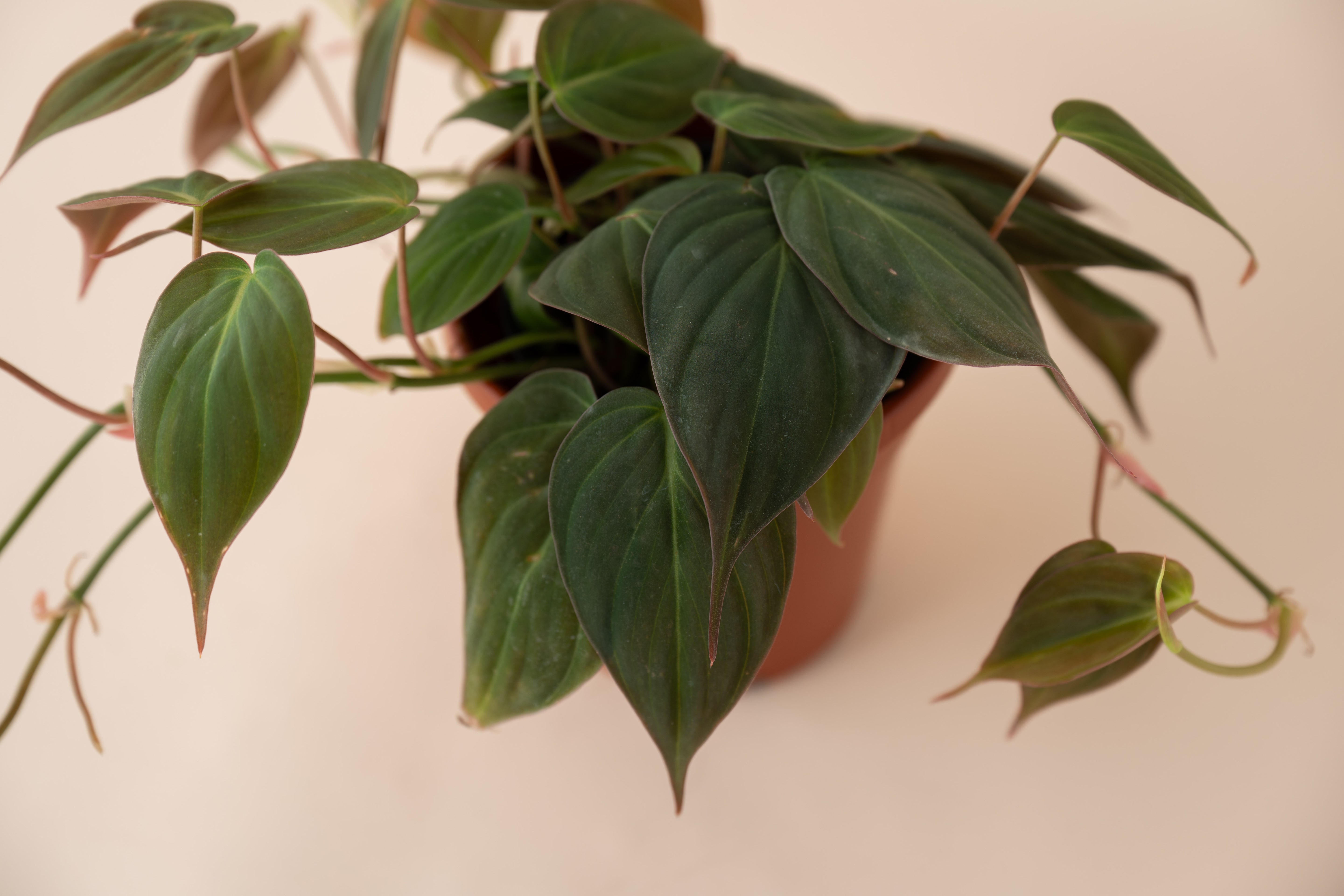 4" Philodendron Micans