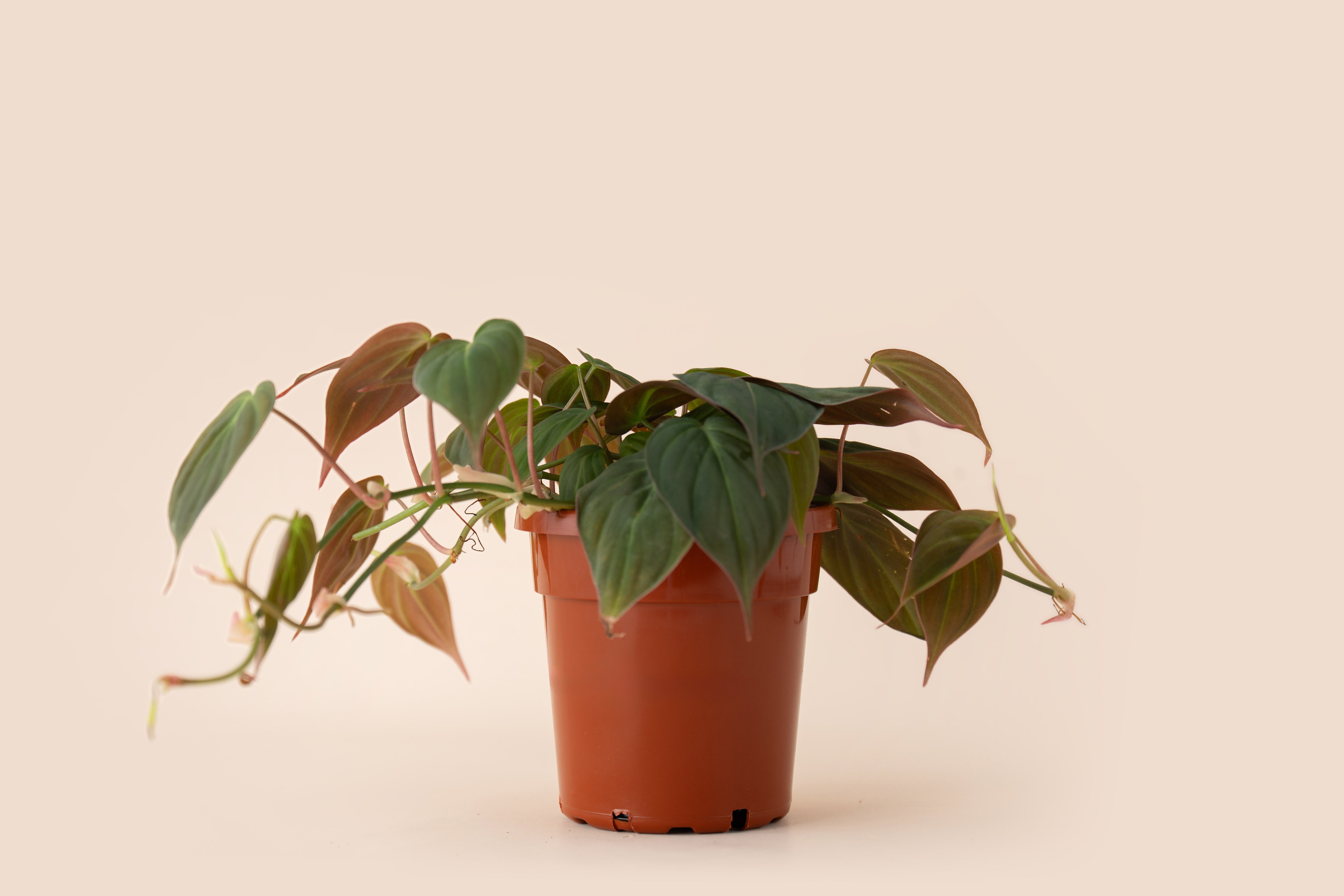 4" Philodendron Micans