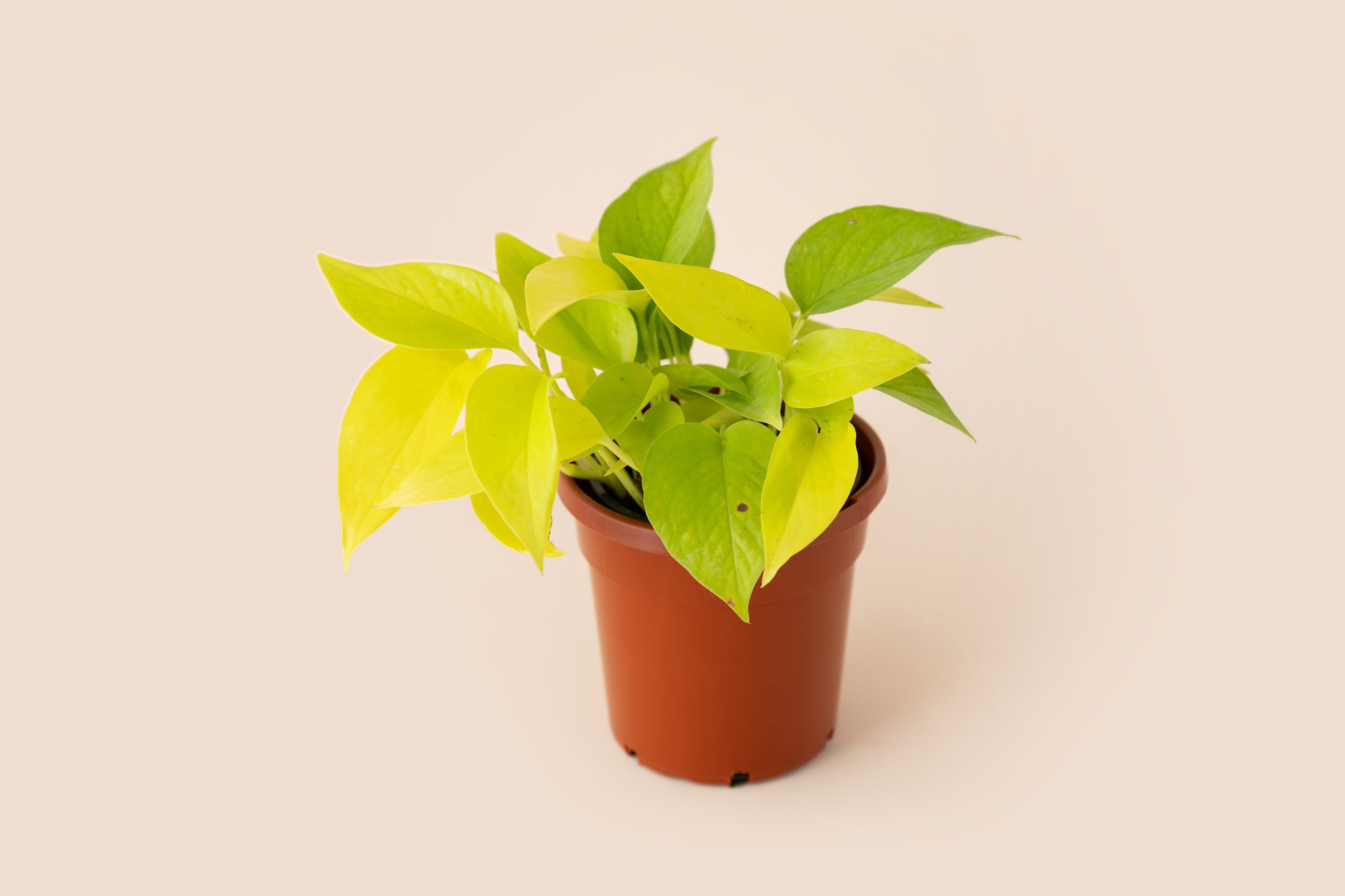 4" Pothos Neon
