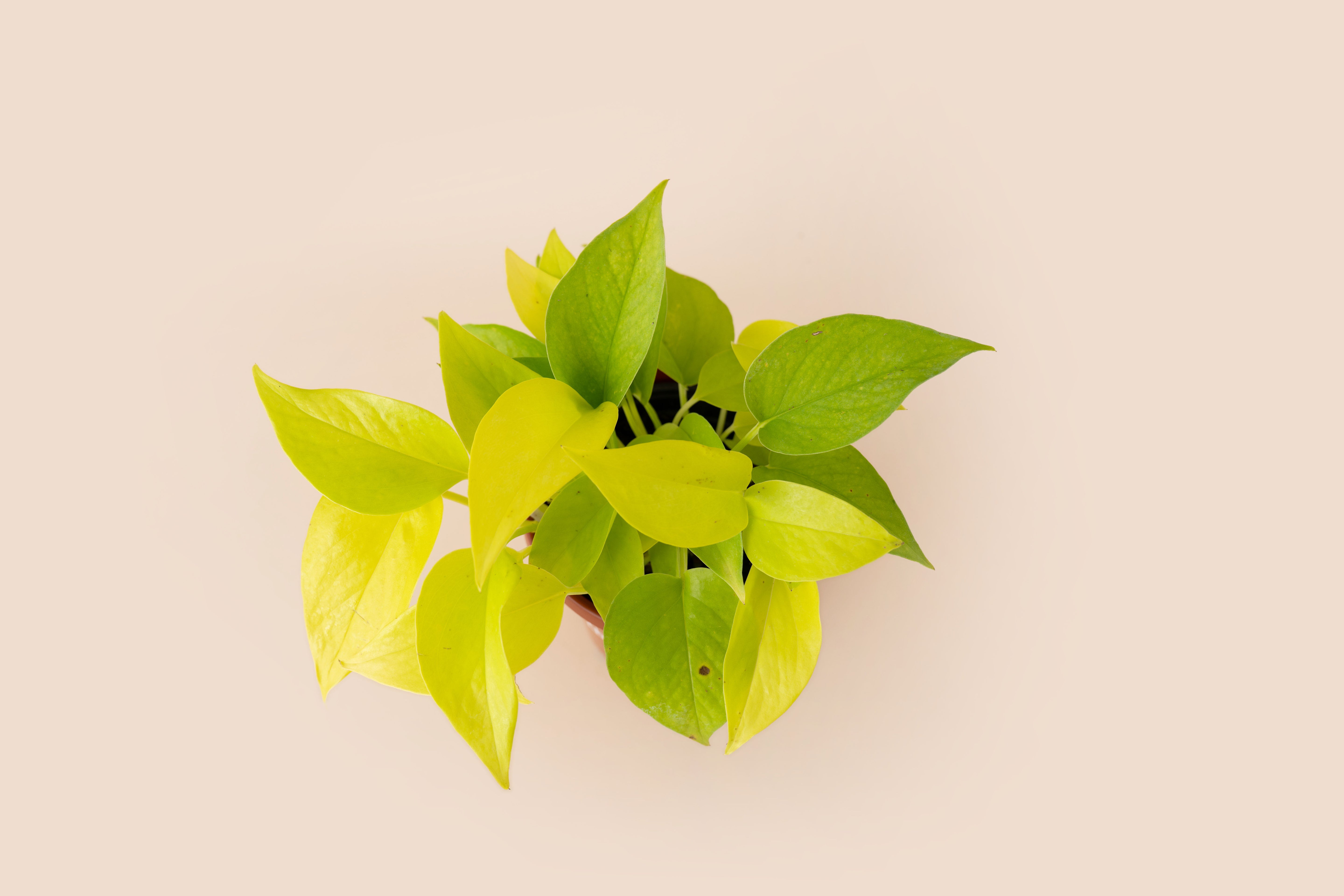 4" Pothos Neon