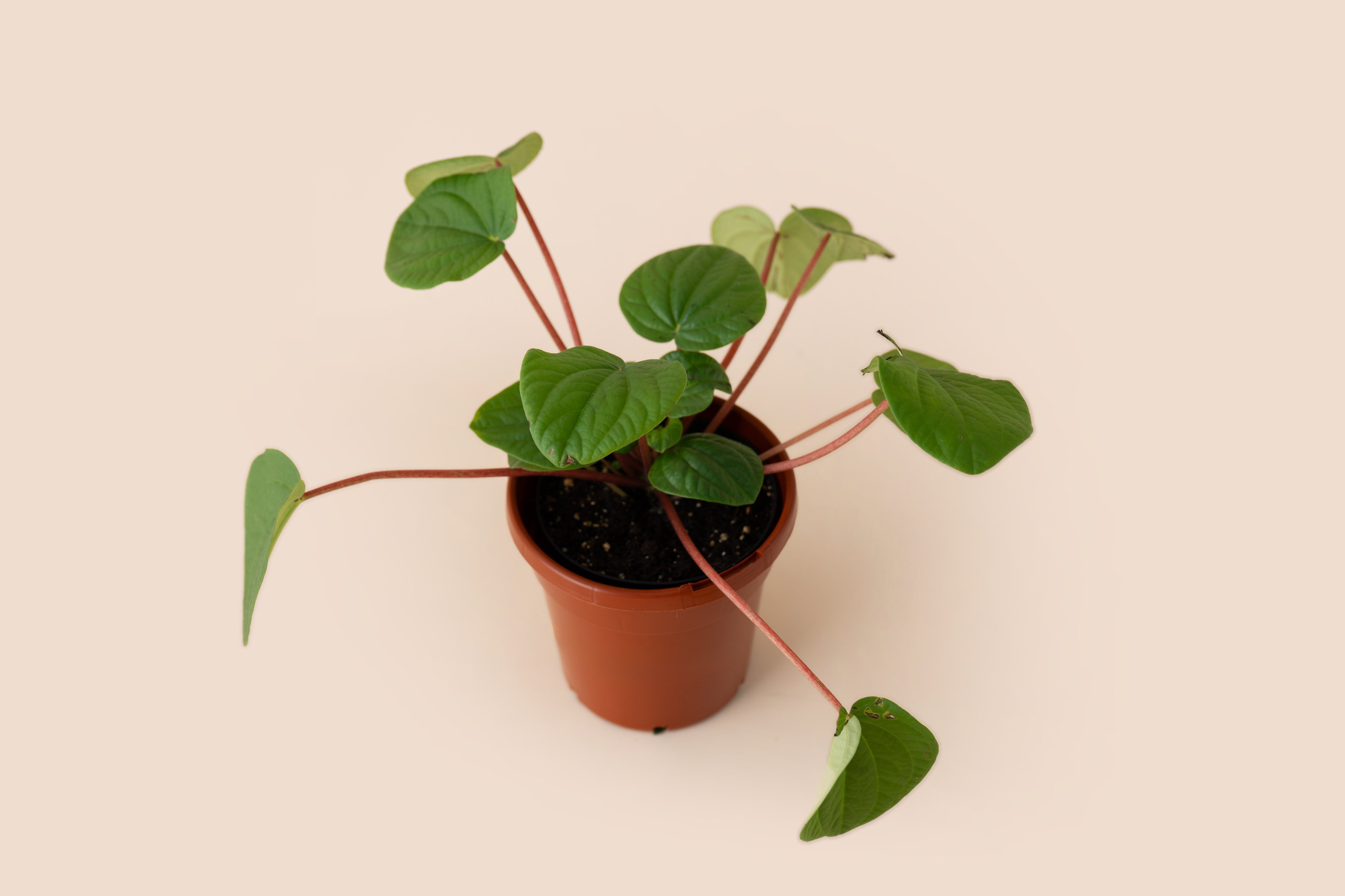 4" Peperomia Rana Verde