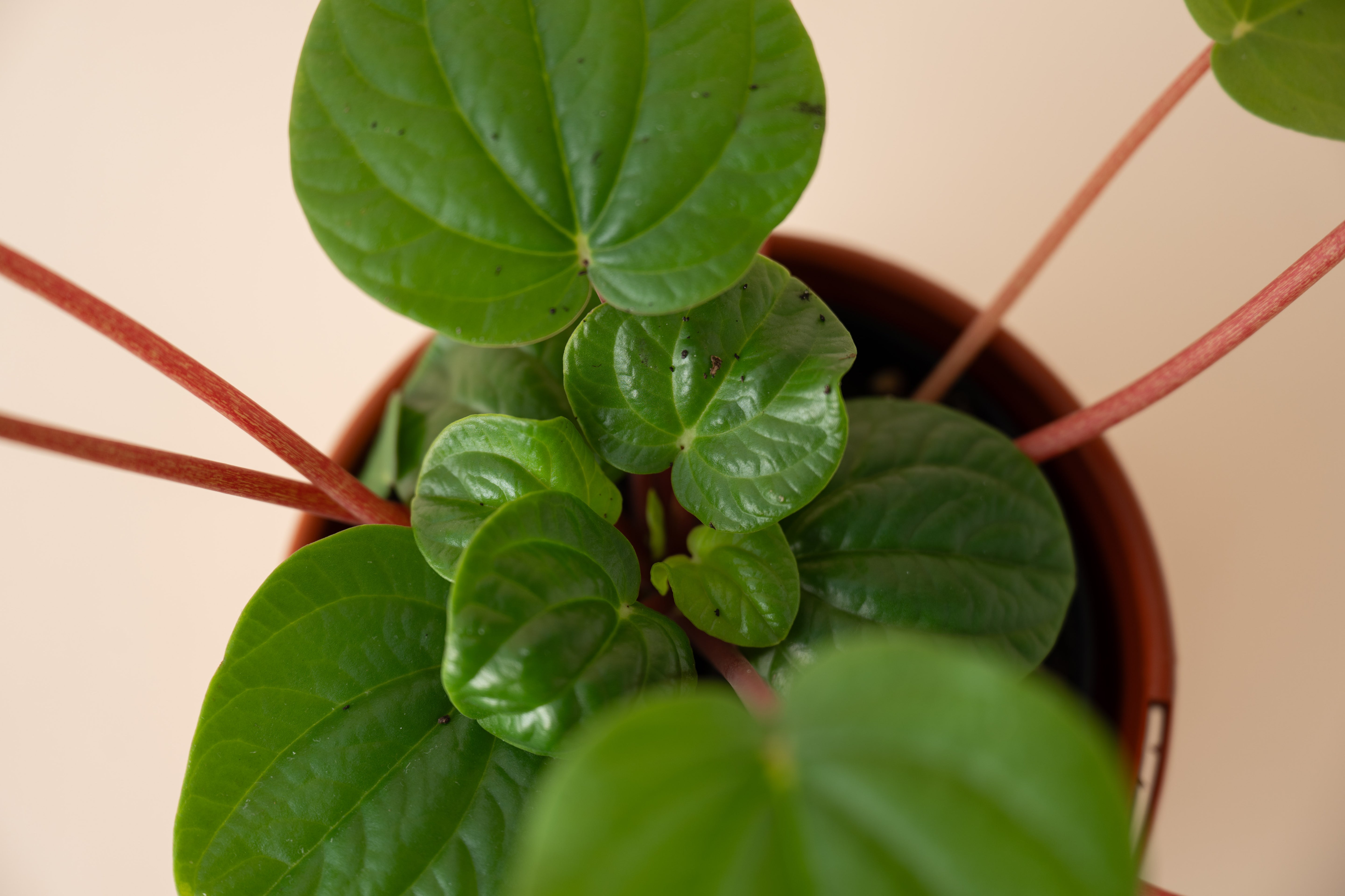4" Peperomia Rana Verde