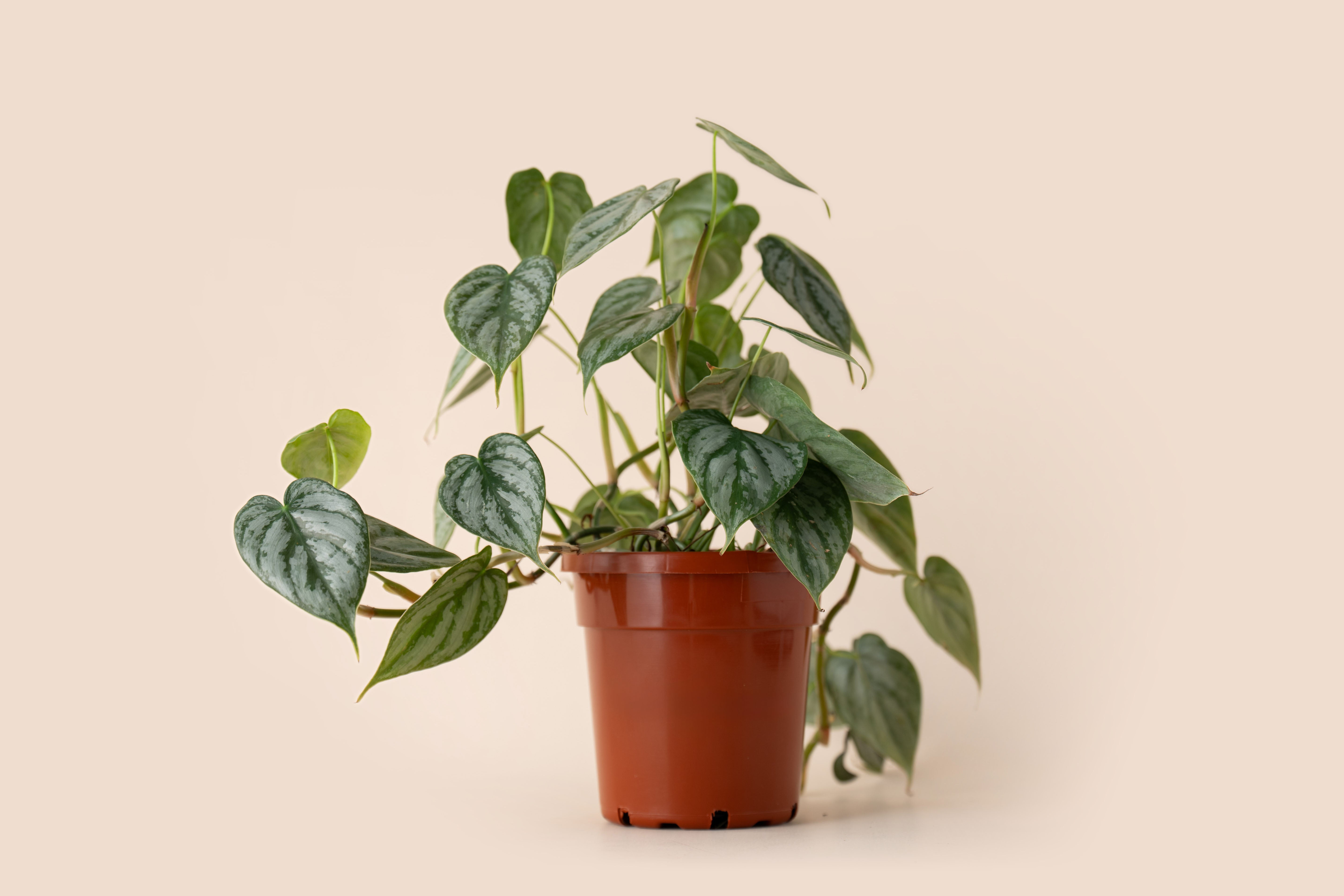 4" Philodendron Brandi