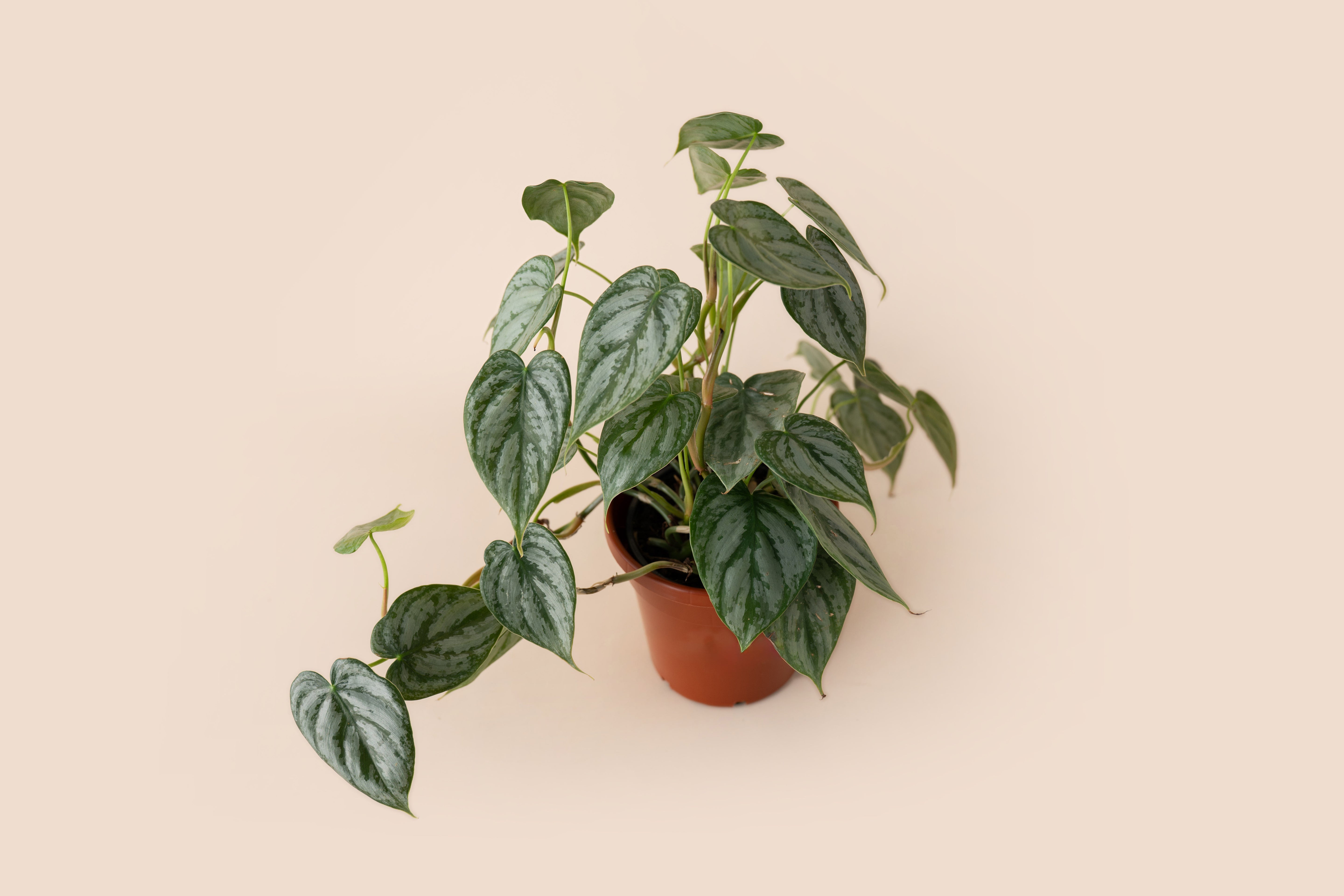 4" Philodendron Brandi