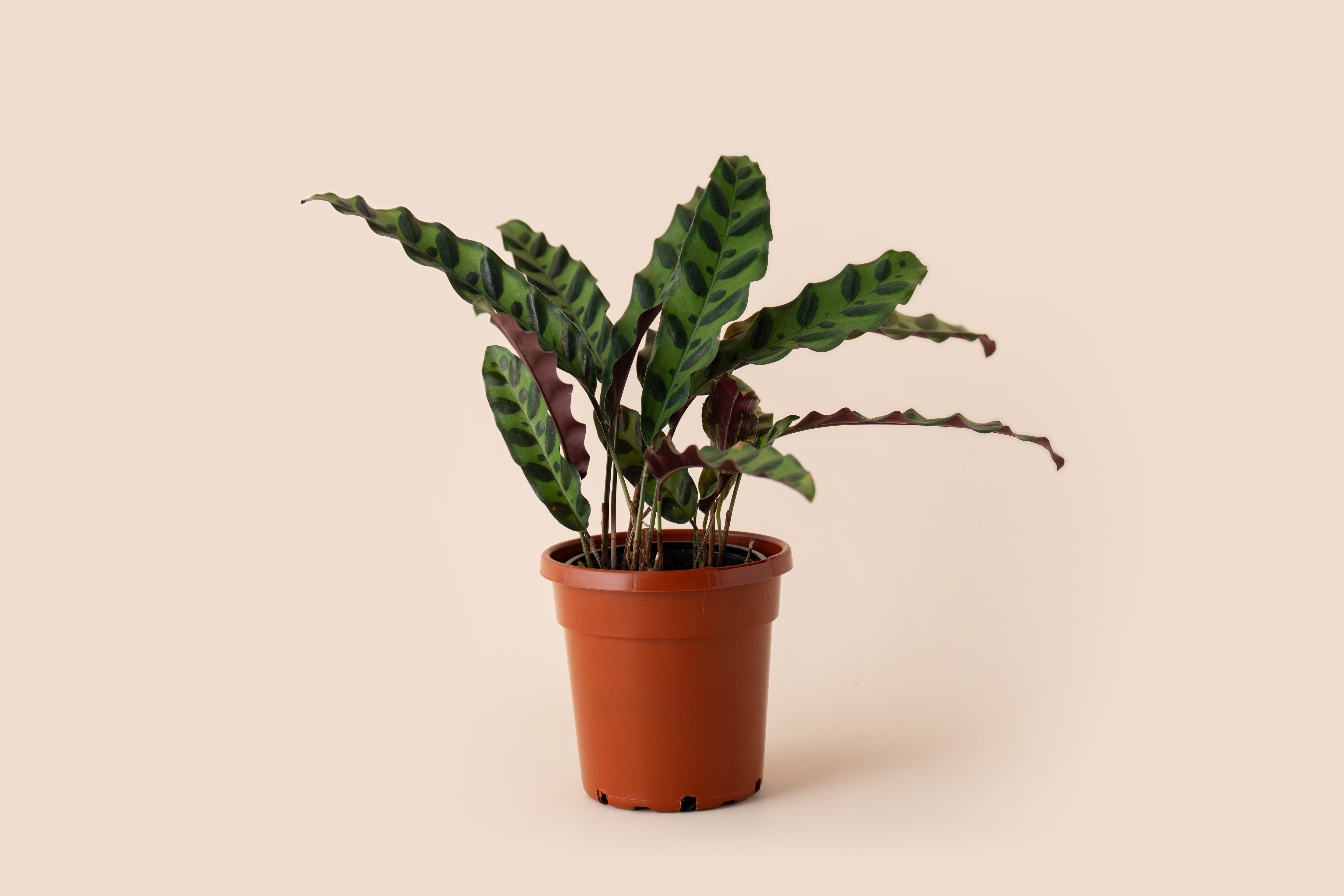 4" Calathea Rattlesnake