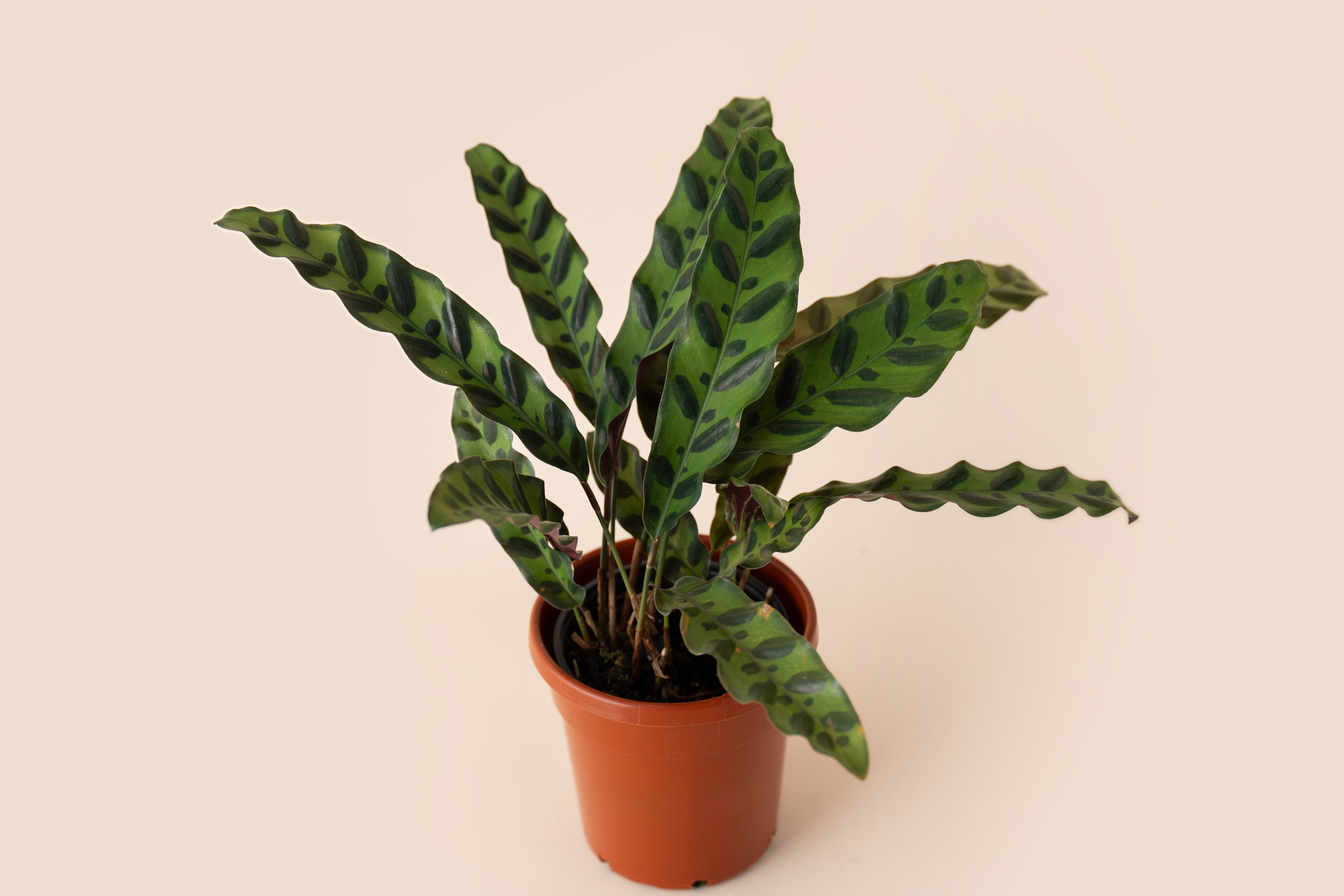 4" Calathea Rattlesnake