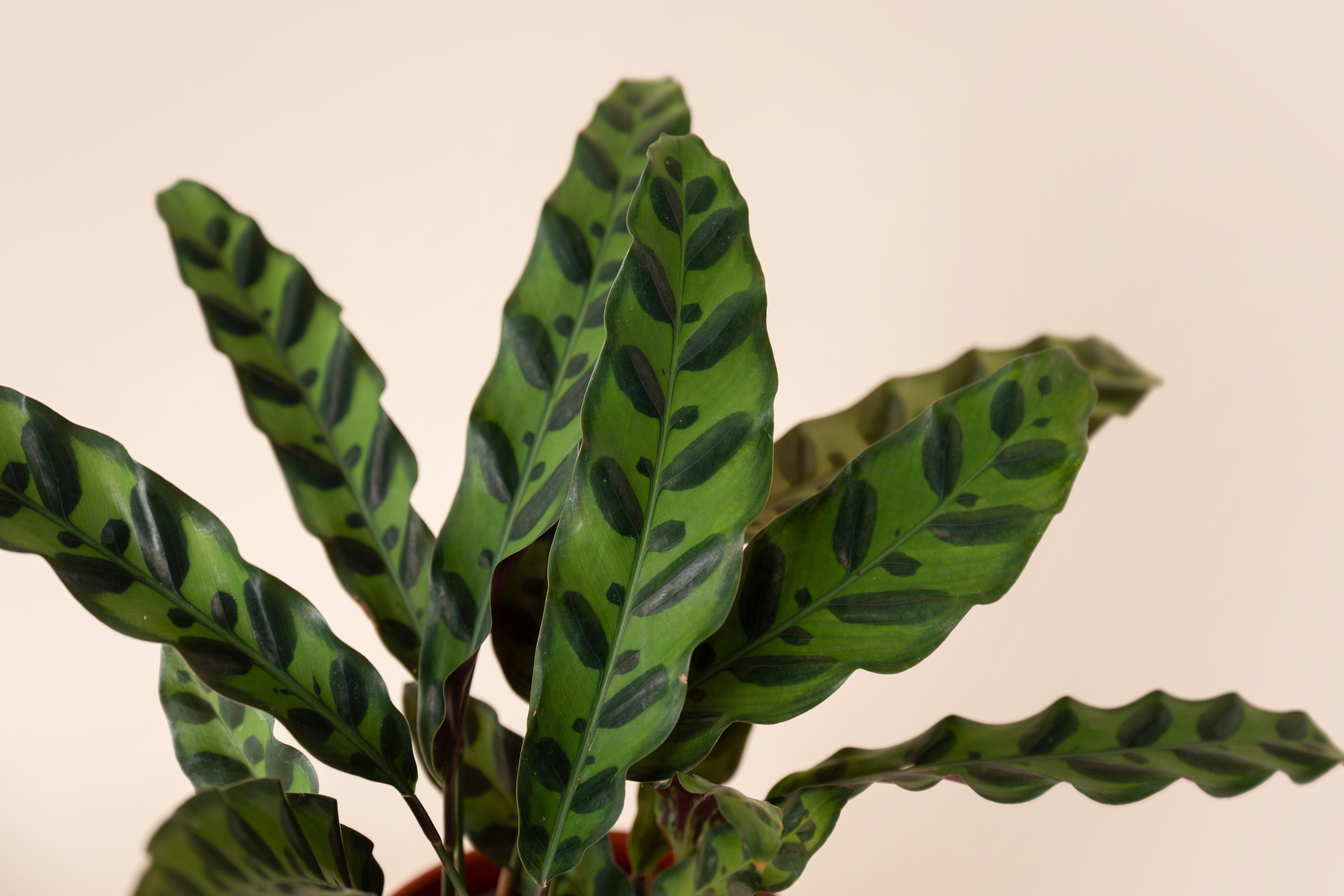 4" Calathea Rattlesnake