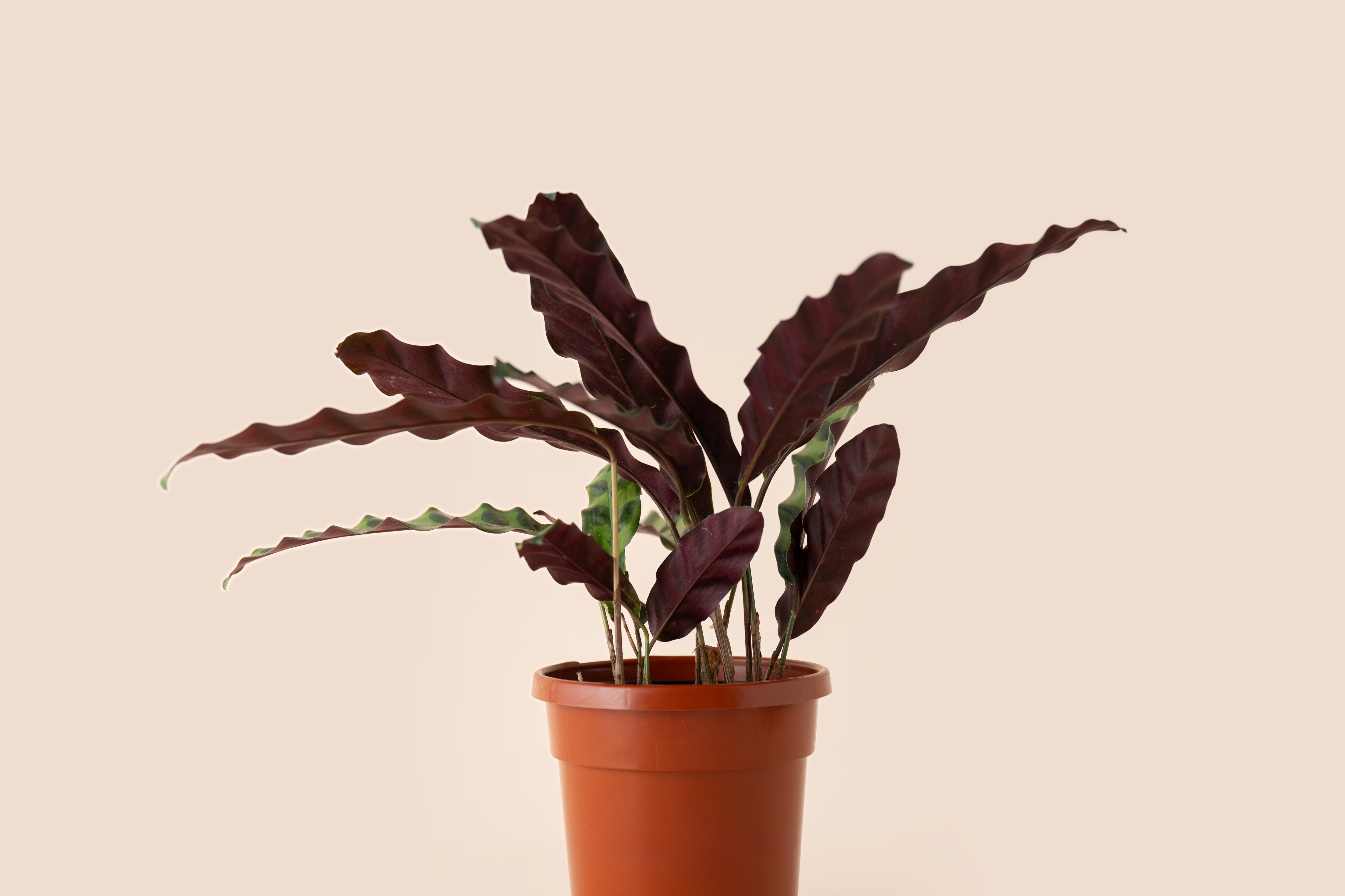4" Calathea Rattlesnake