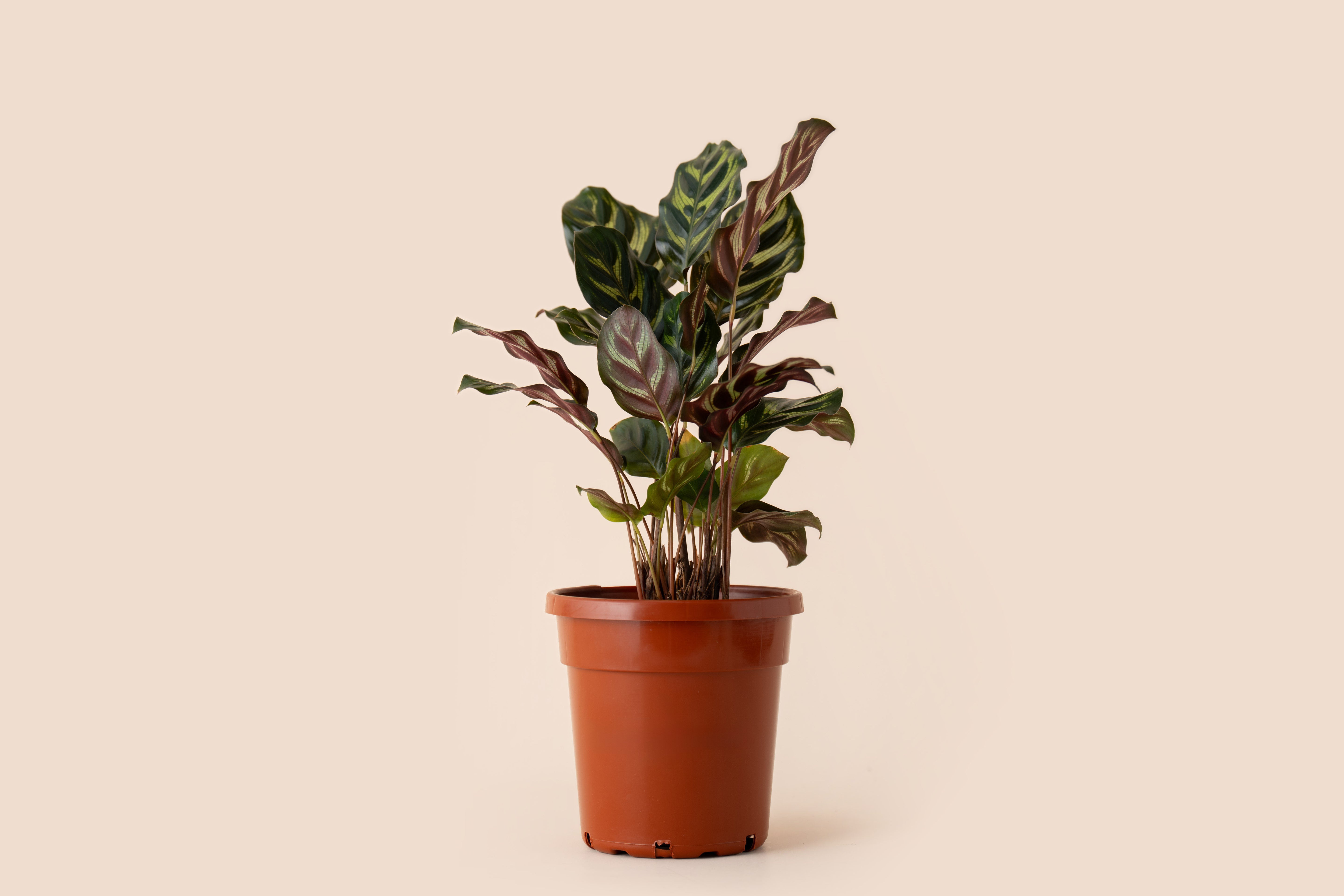 4" Calathea Peacock