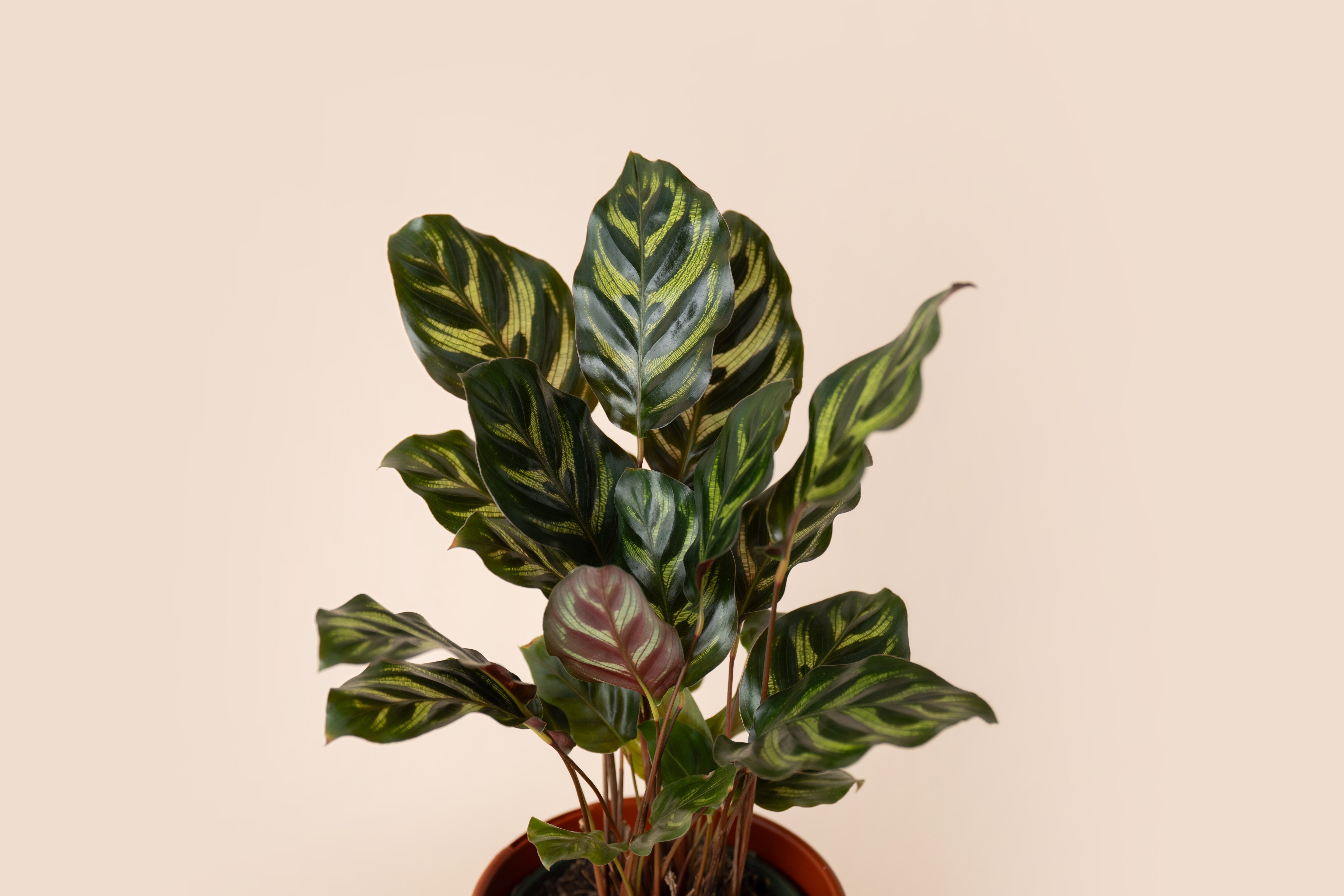 4" Calathea Peacock