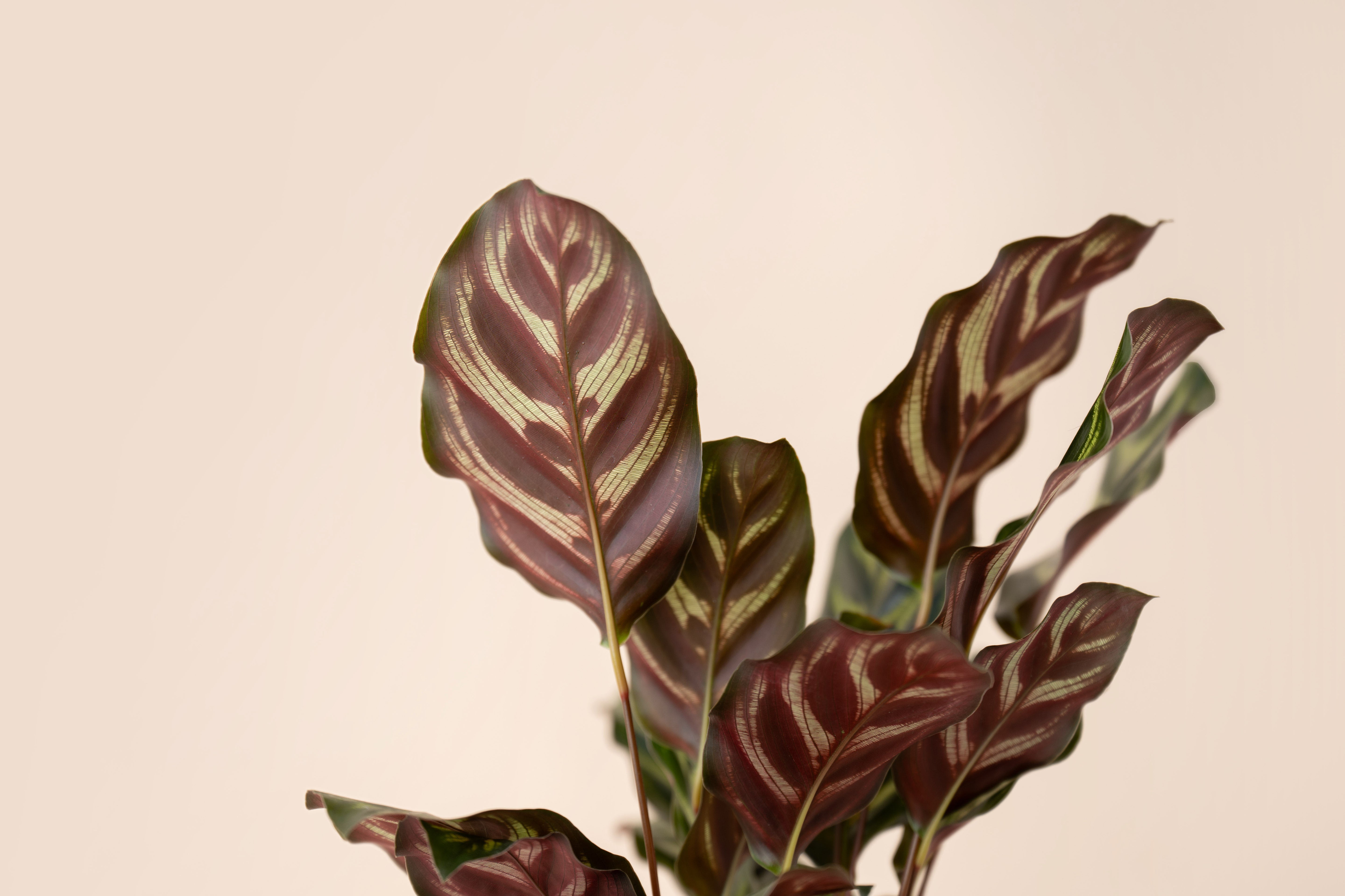 4" Calathea Peacock