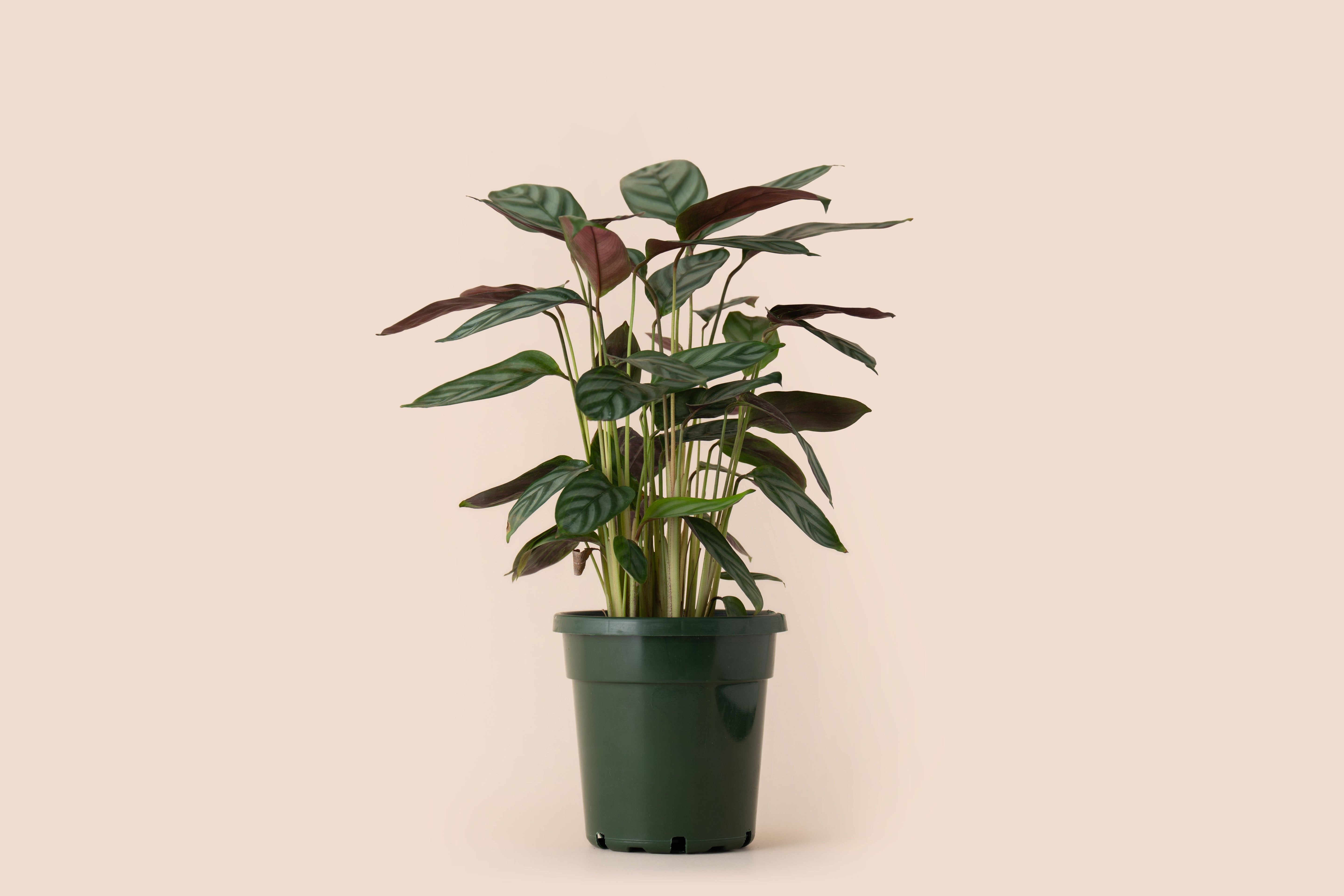 4" Calathea Never Never