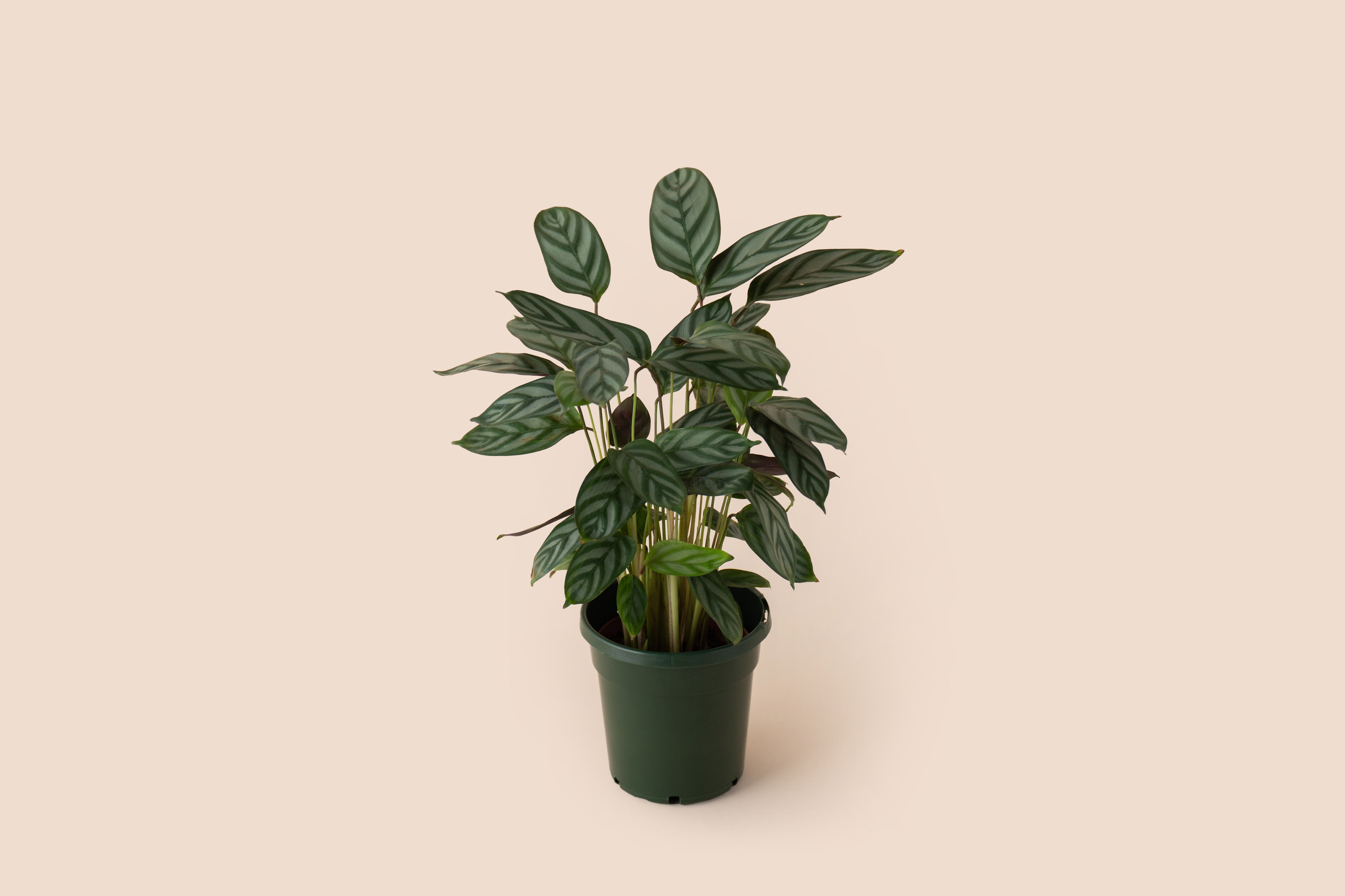 4" Calathea Never Never