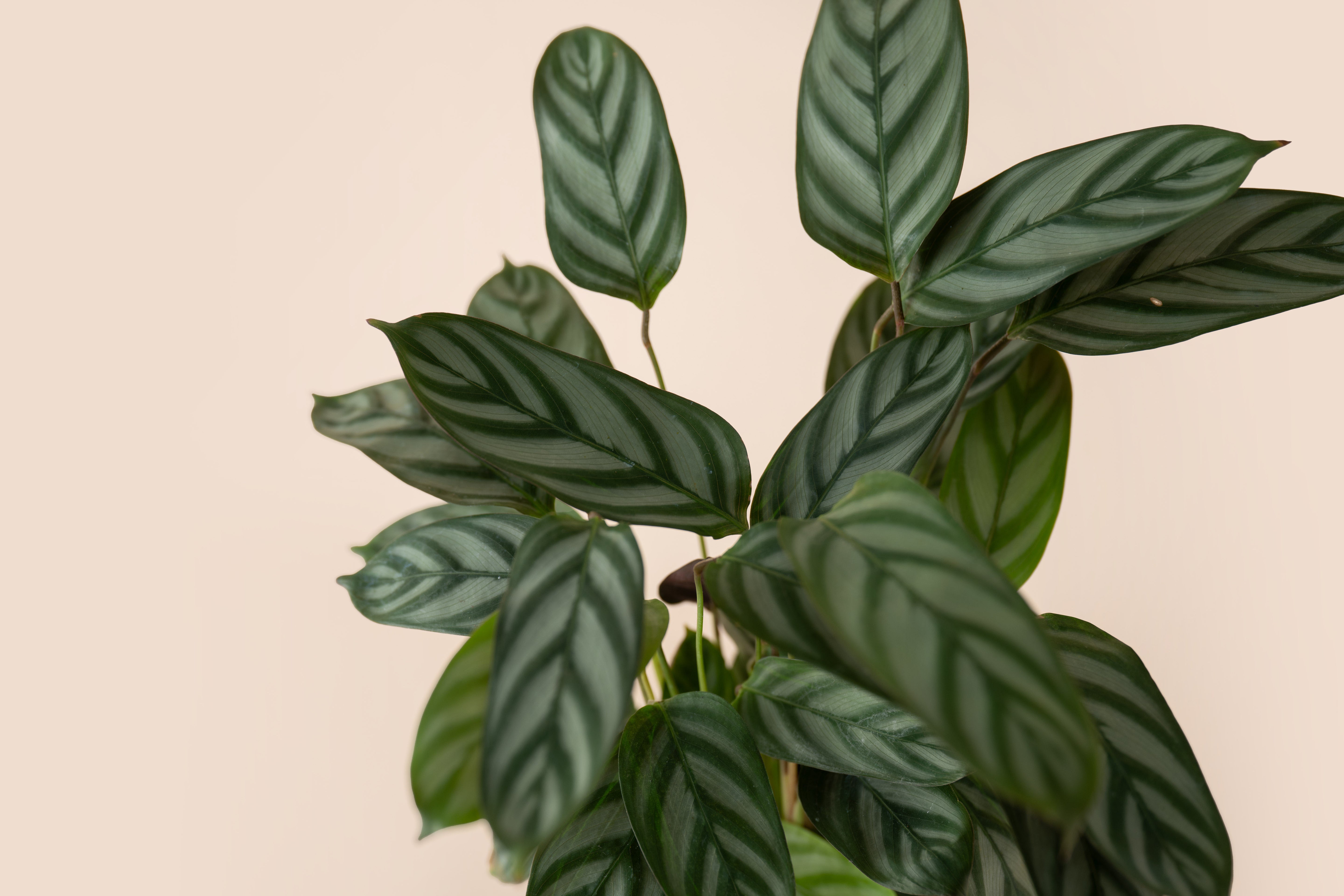 4" Calathea Never Never