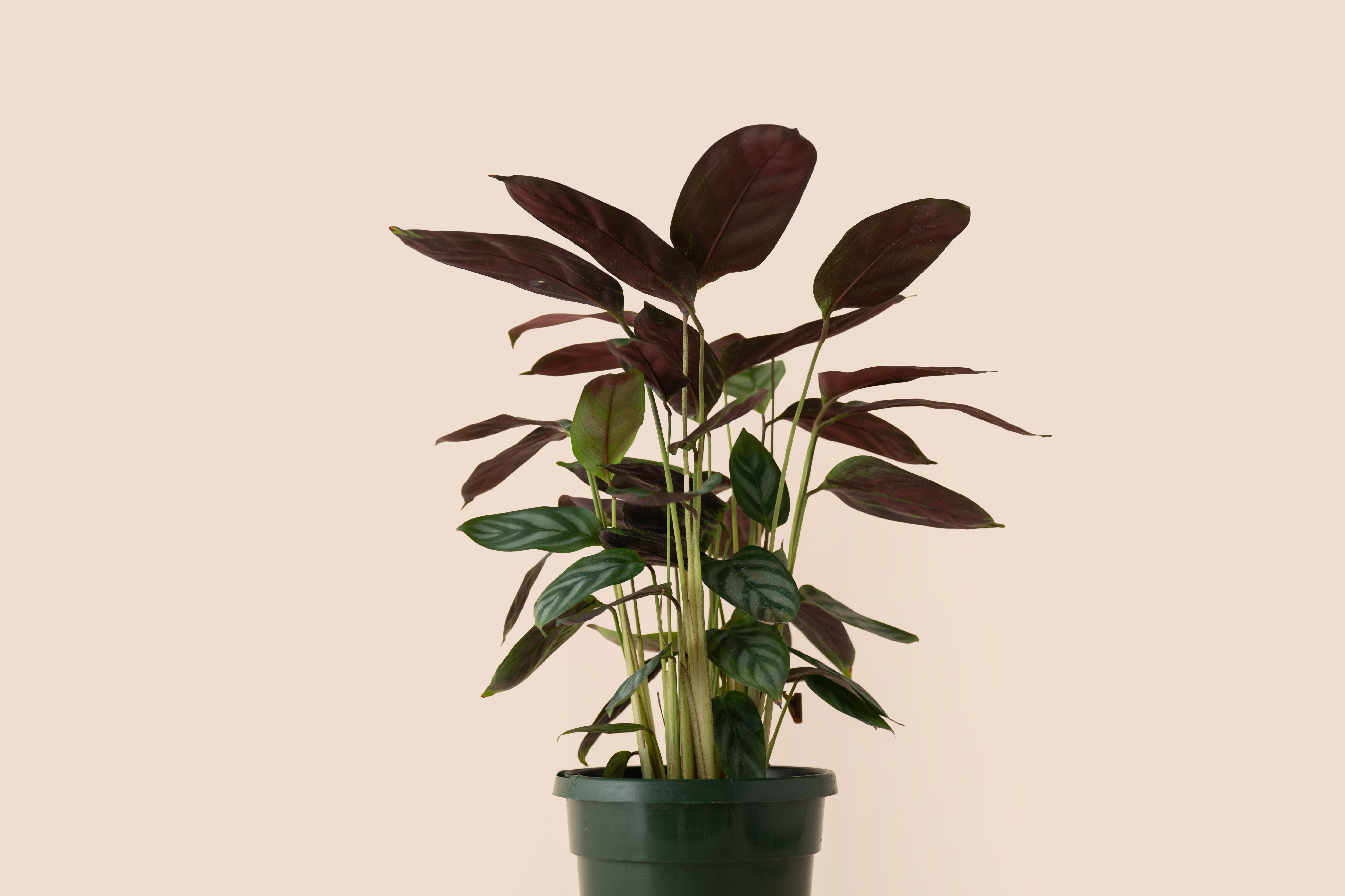 4" Calathea Never Never