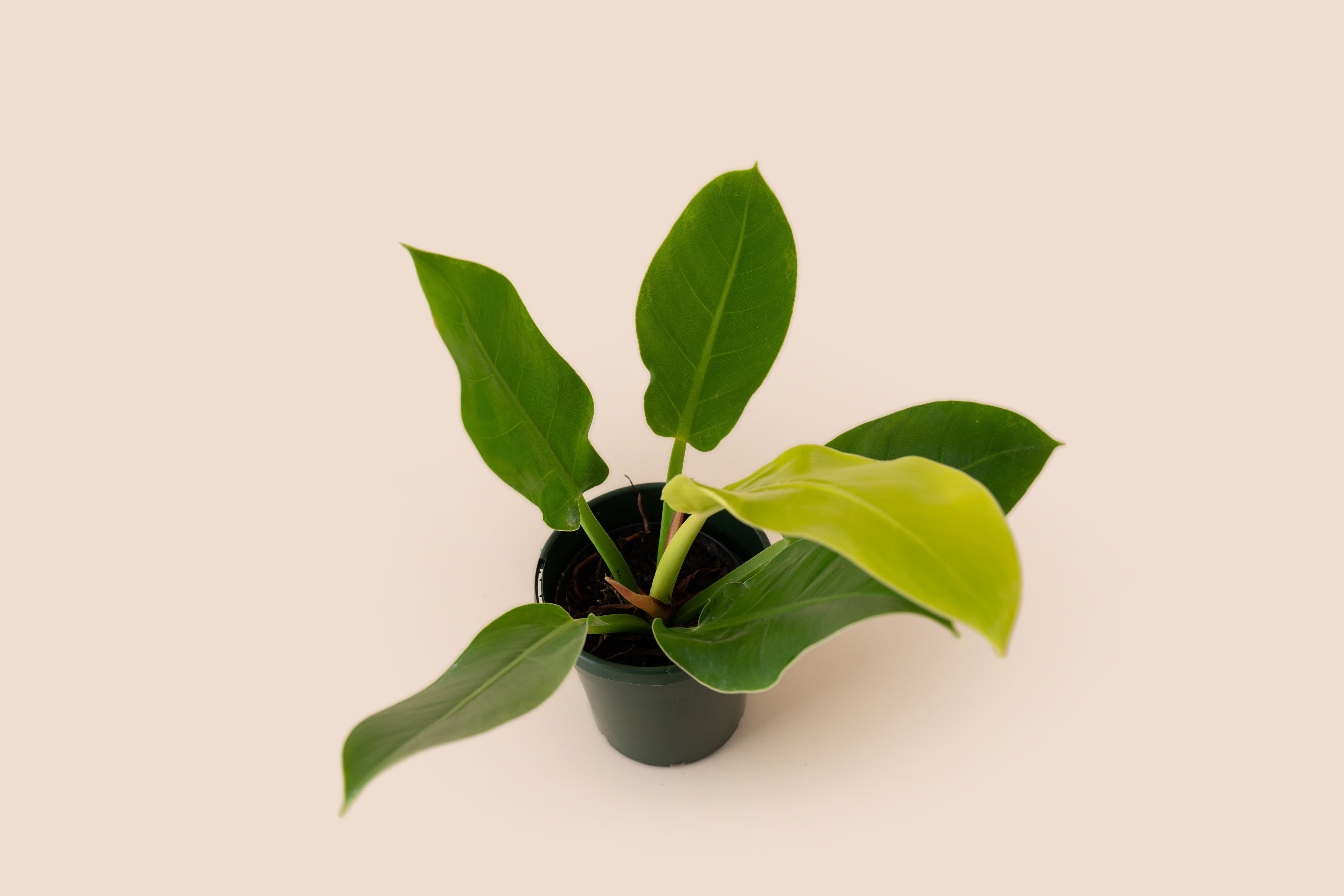 4" Philodendron Moonlight