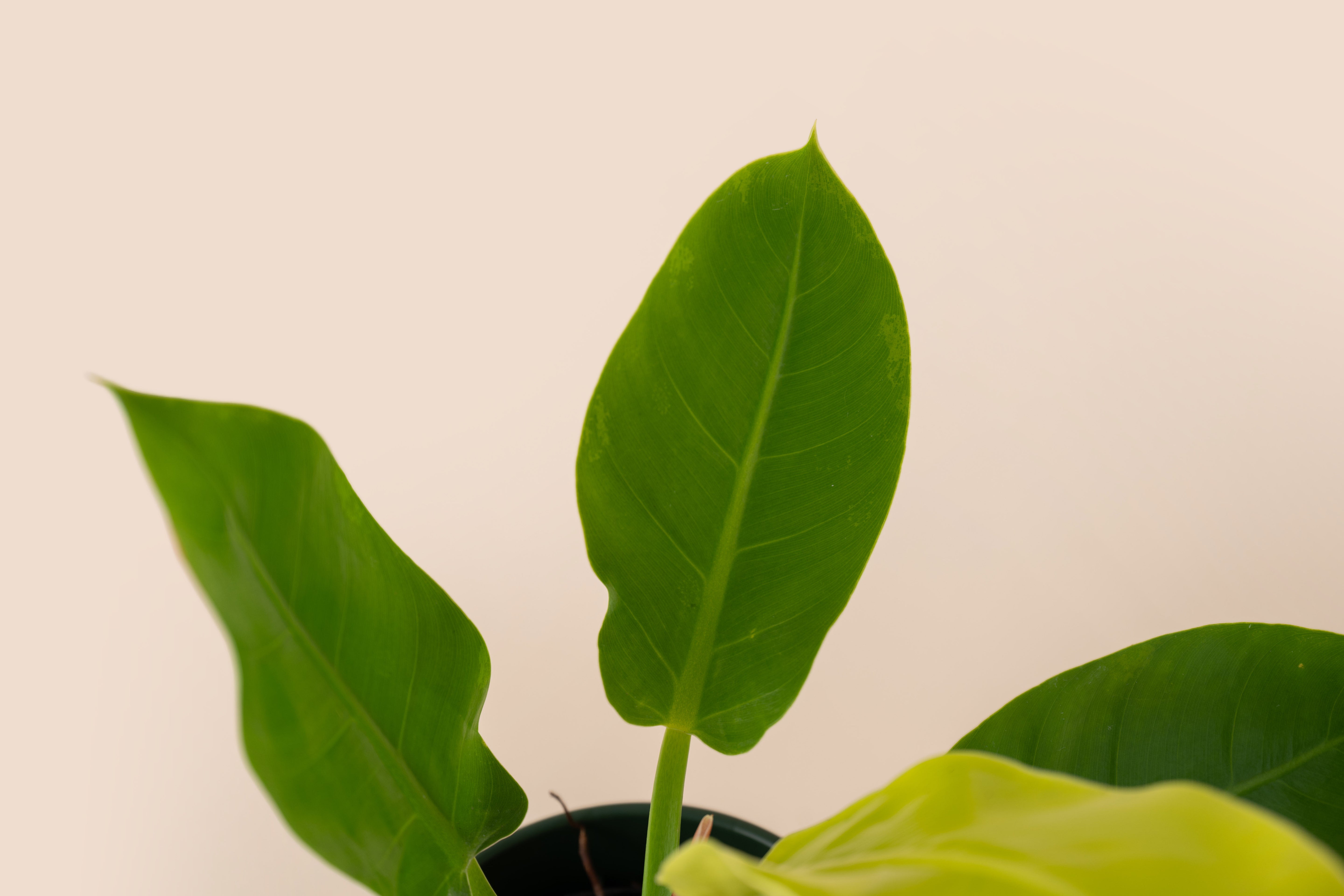 4" Philodendron Moonlight