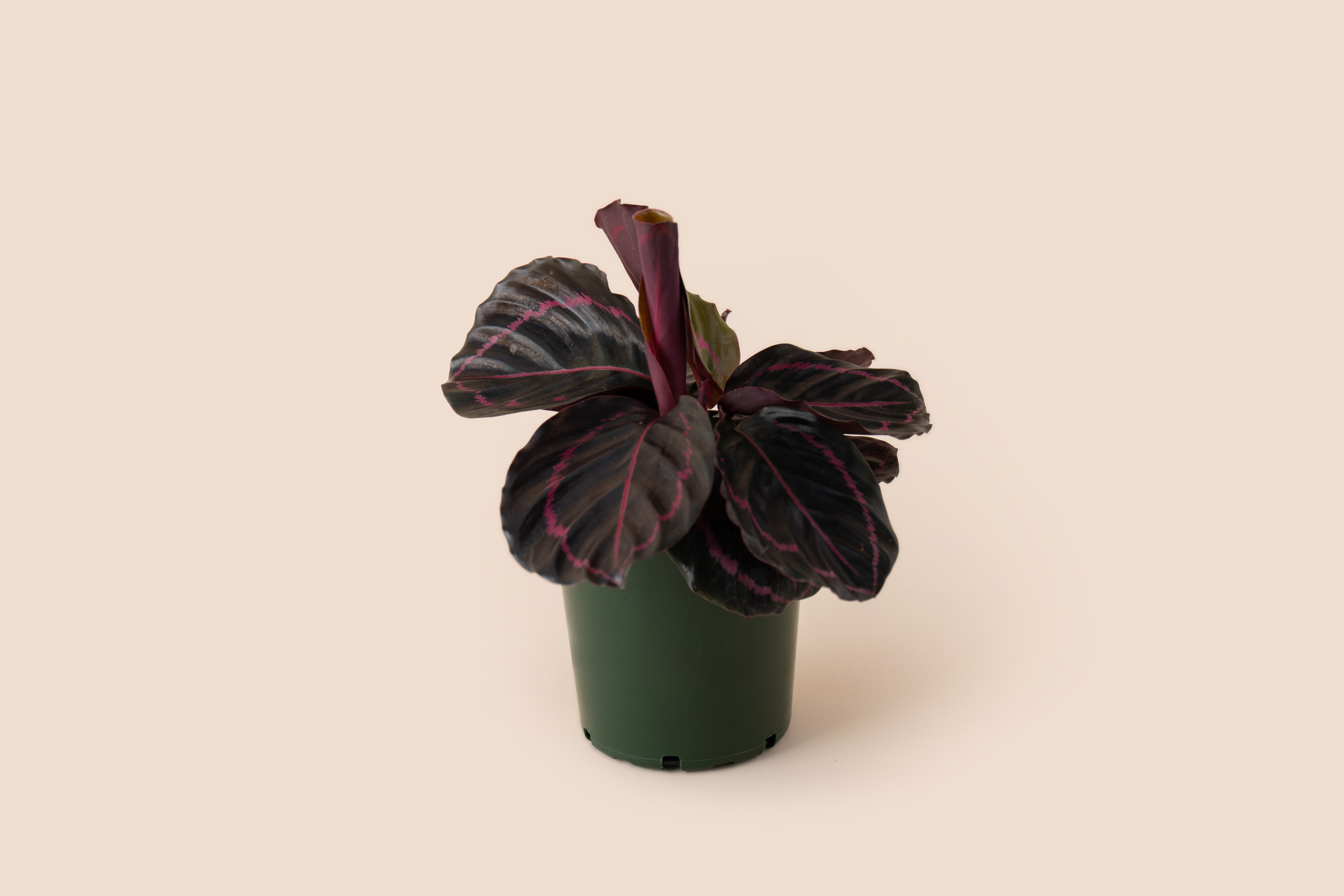 4" Calathea Dottie Rose