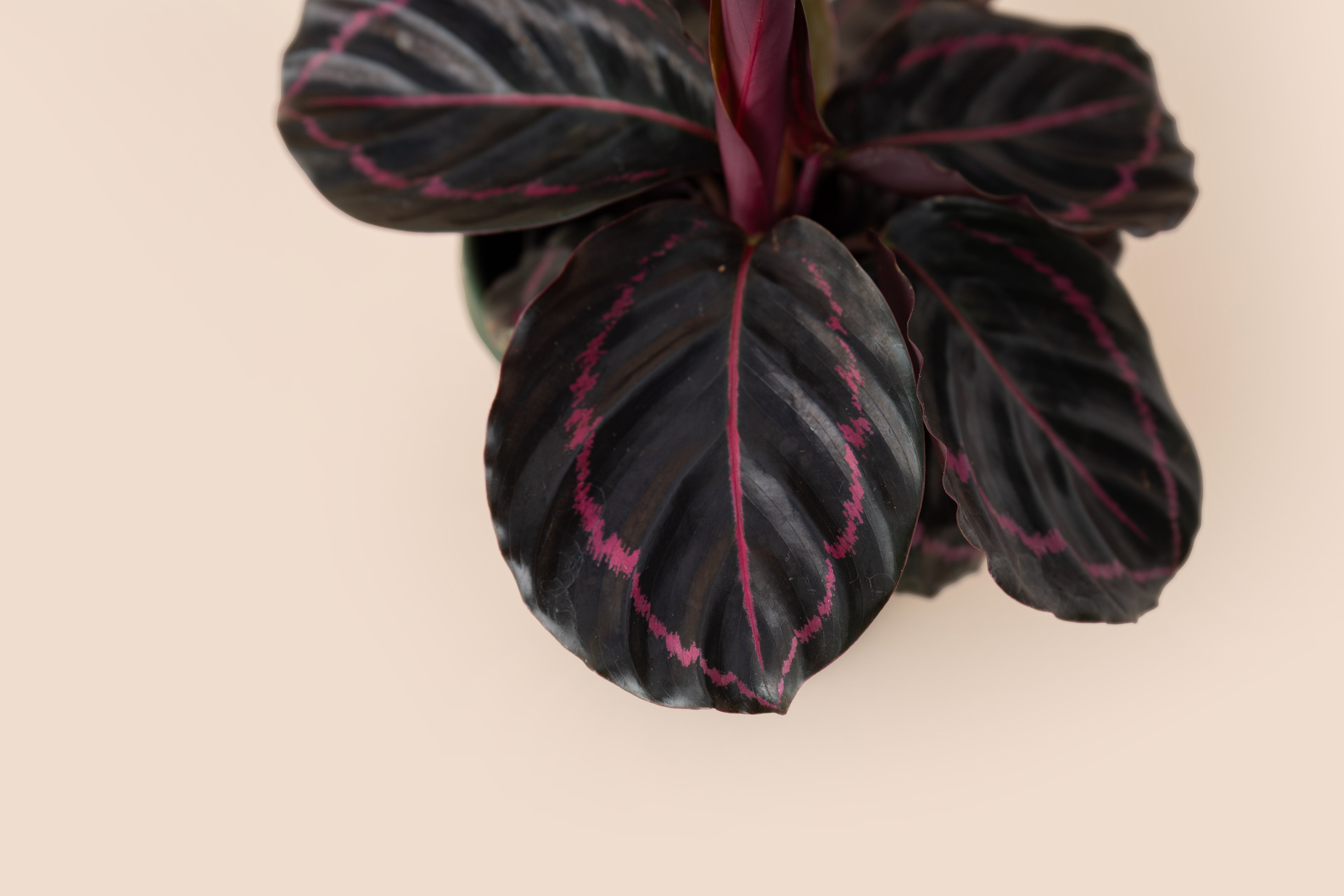 4" Calathea Dottie Rose
