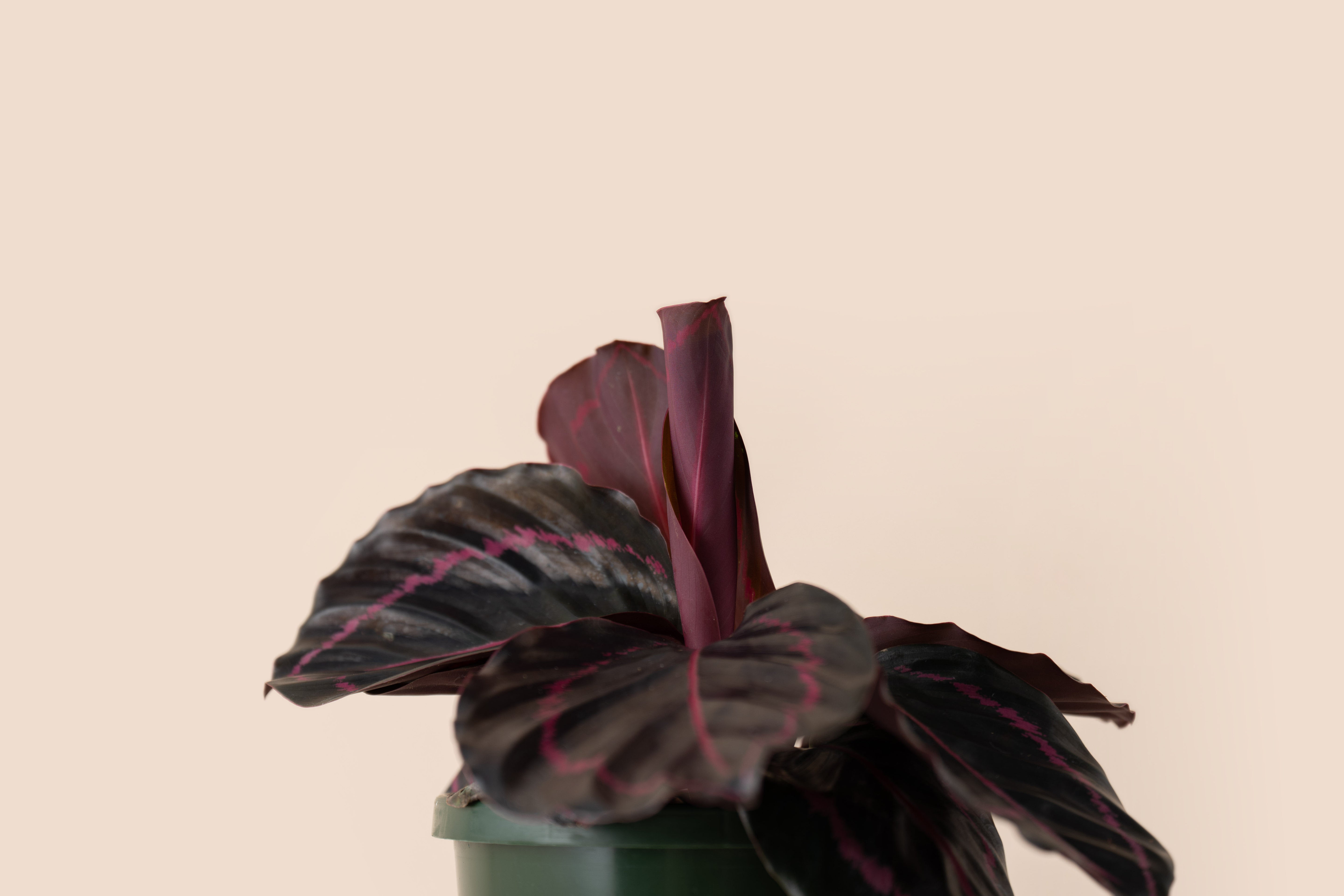 4" Calathea Dottie Rose