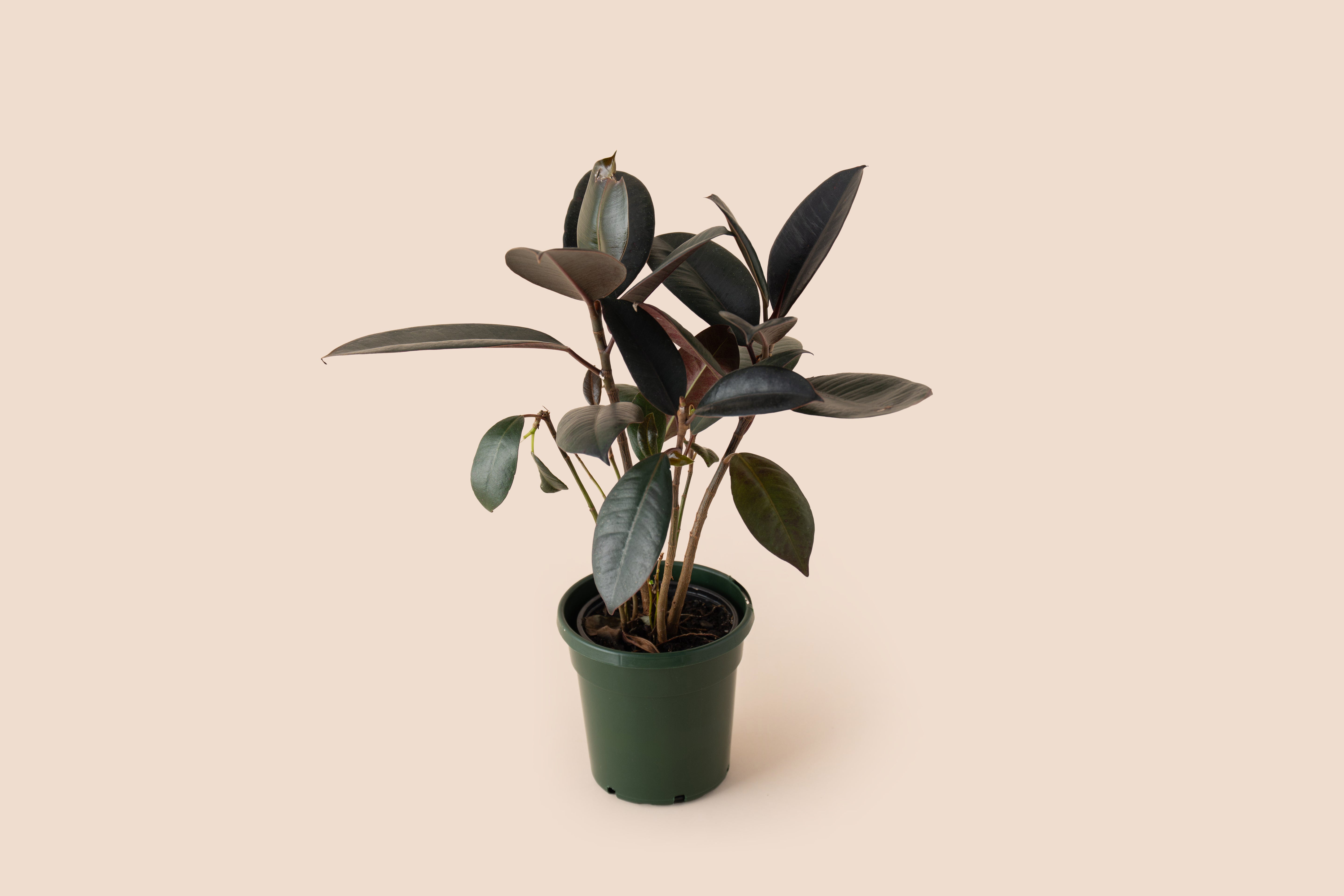 4" Ficus Burgundy