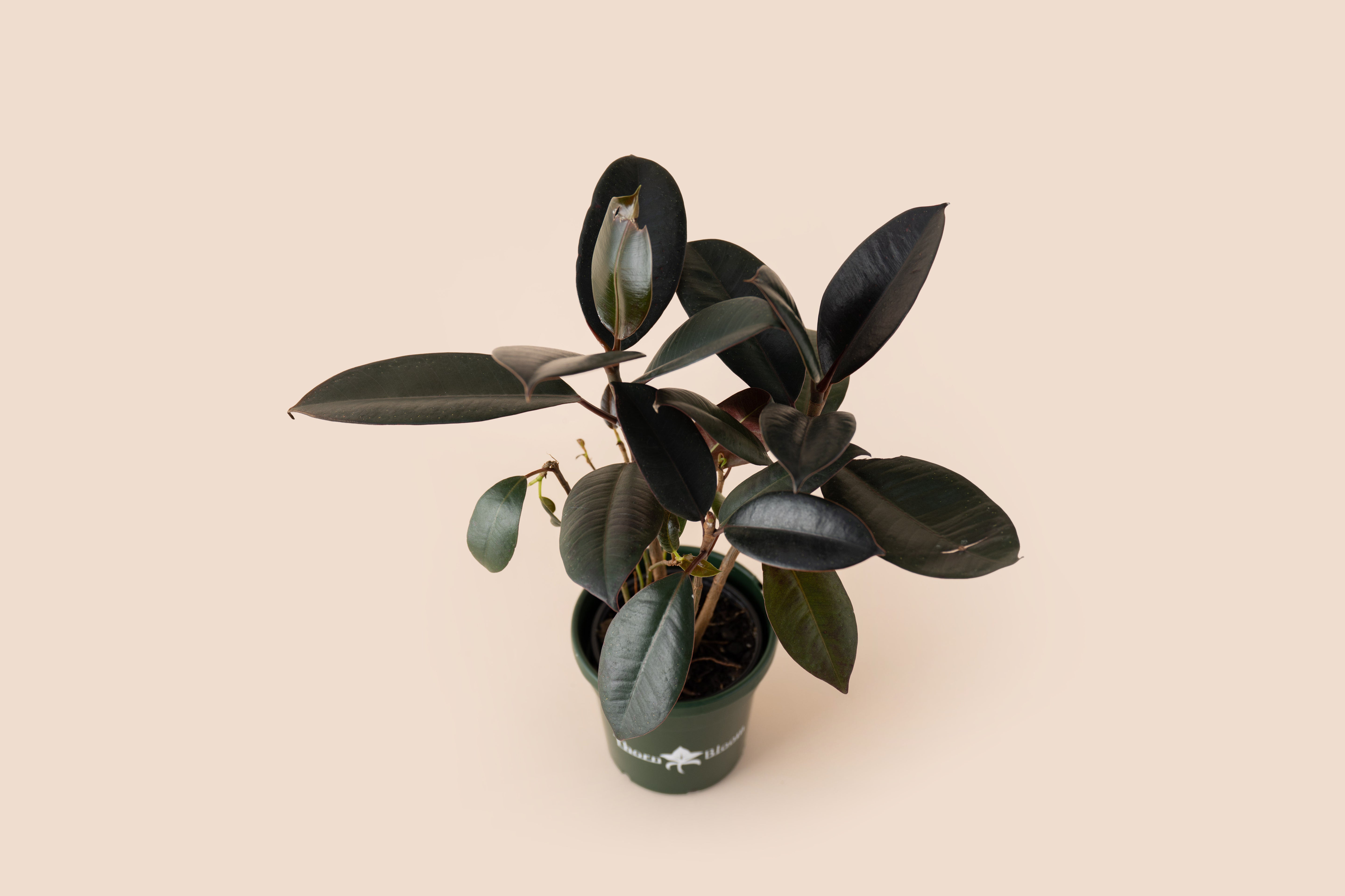 4" Ficus Burgundy