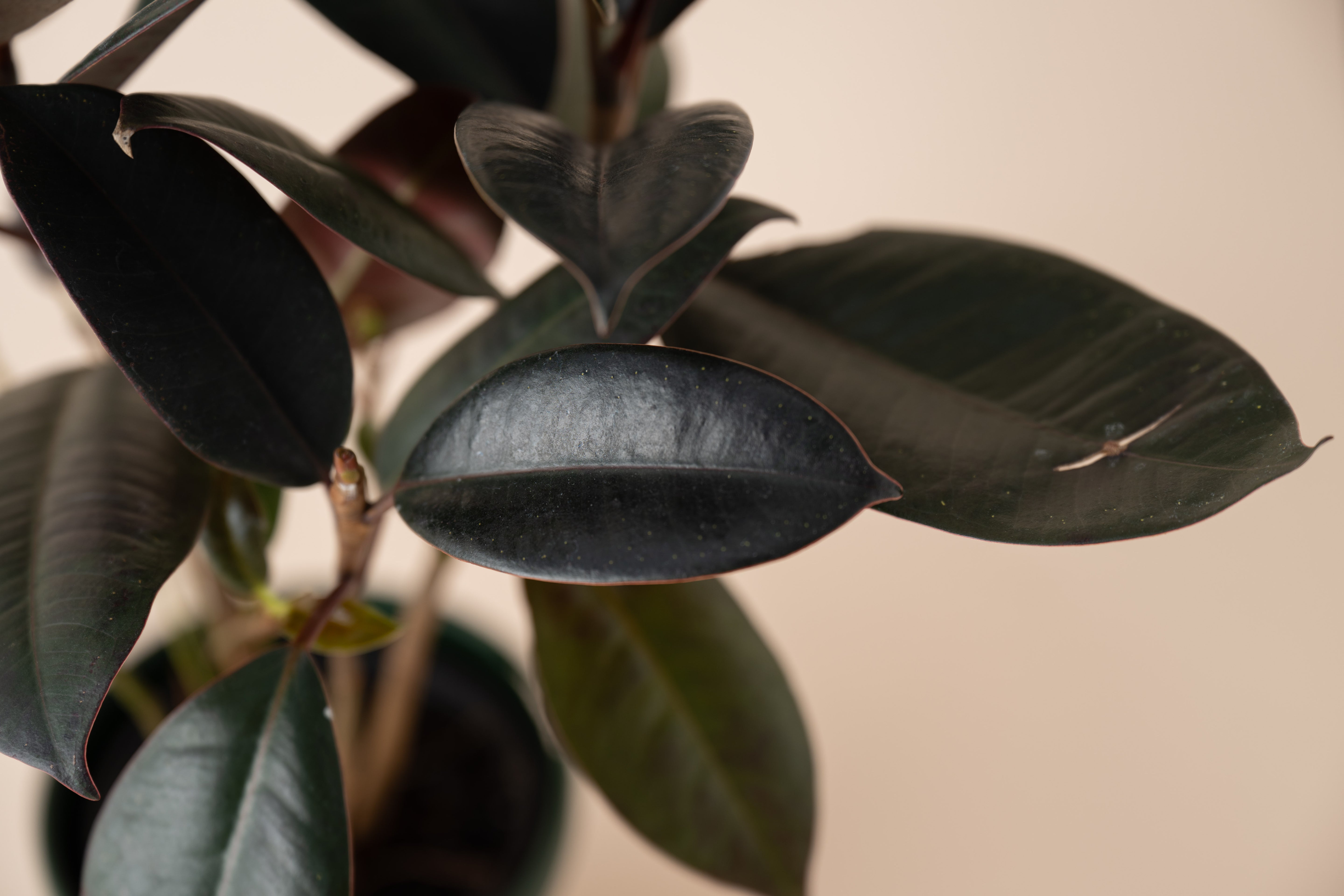 4" Ficus Burgundy