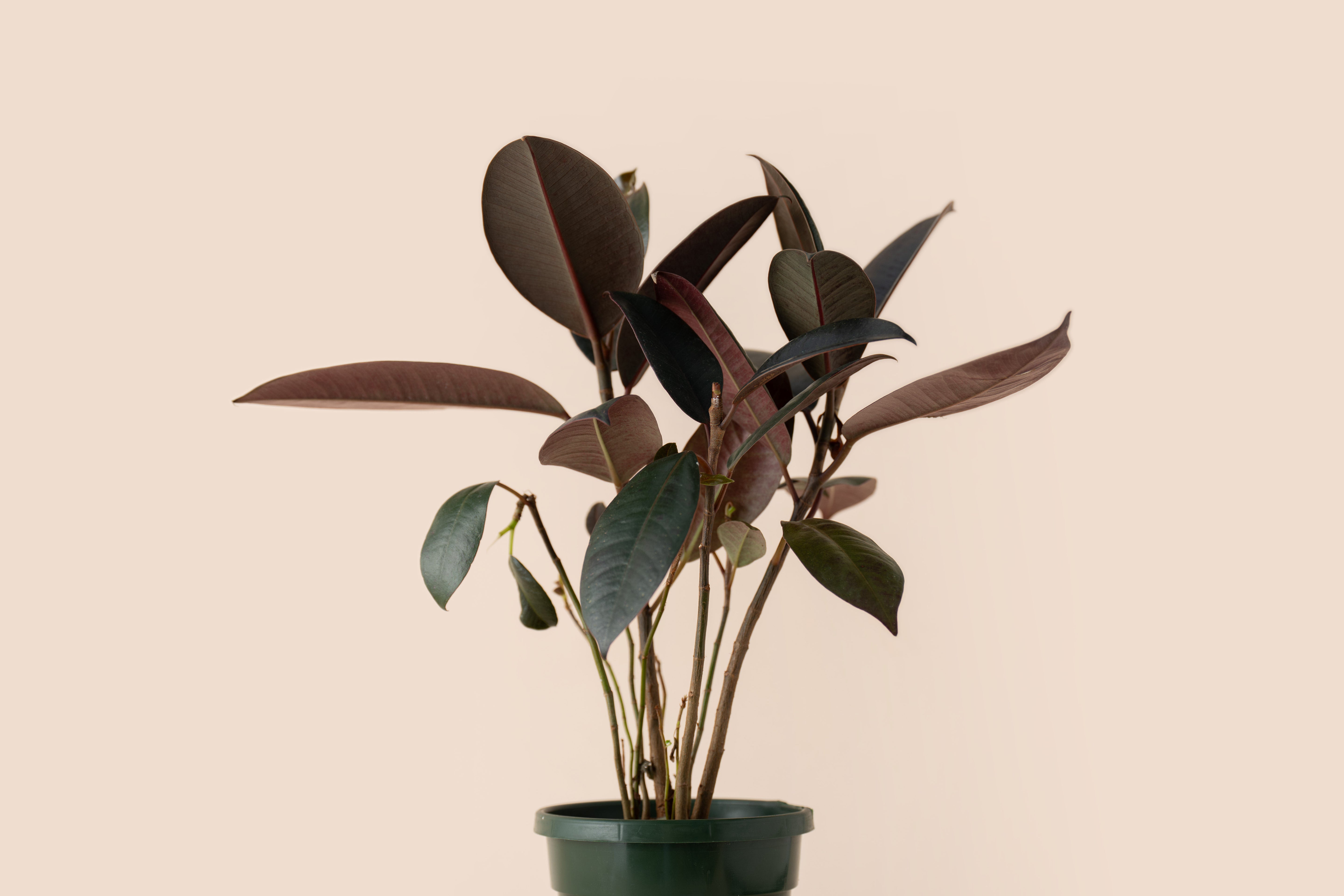 4" Ficus Burgundy
