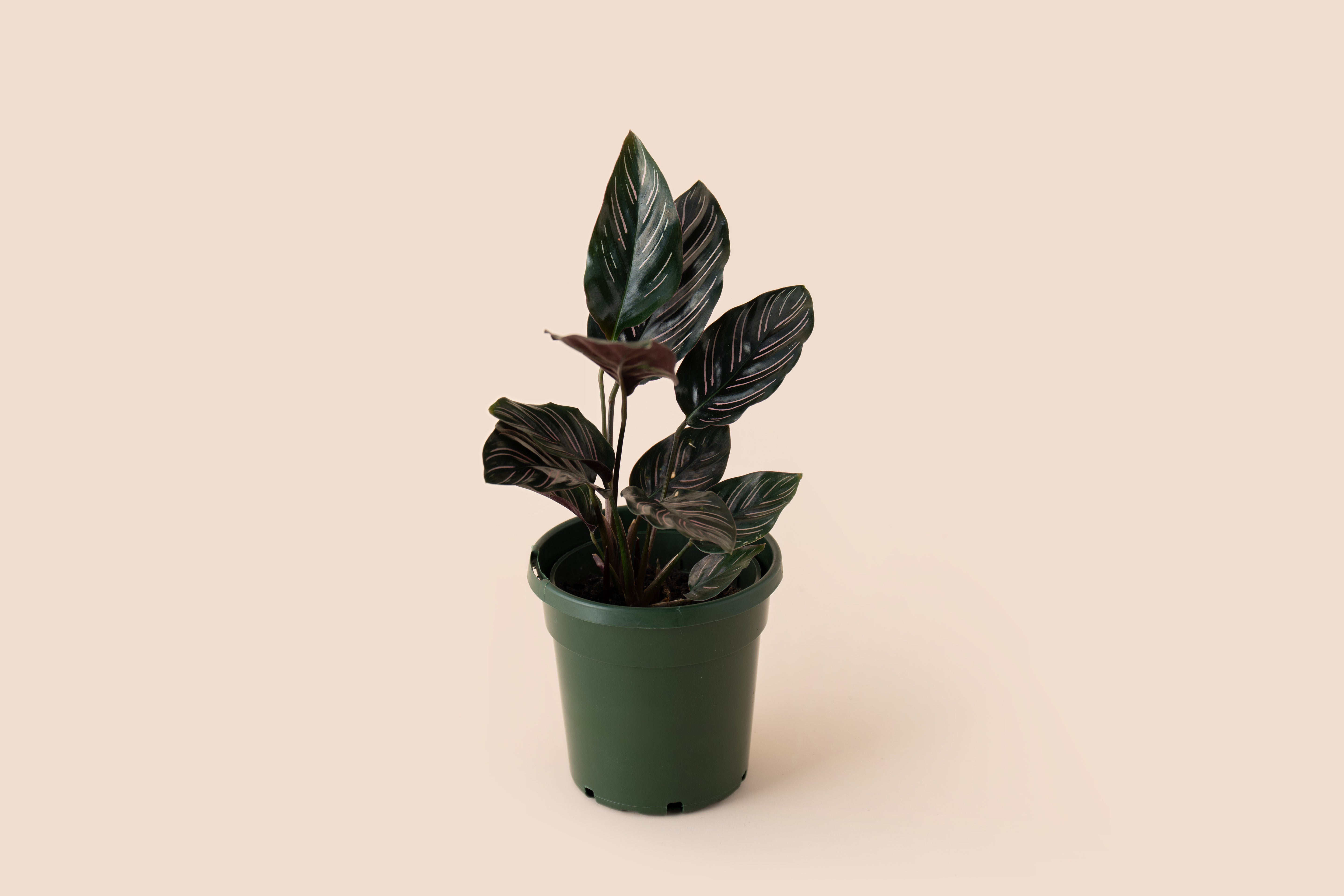 4" Calathea Pin-Stripe