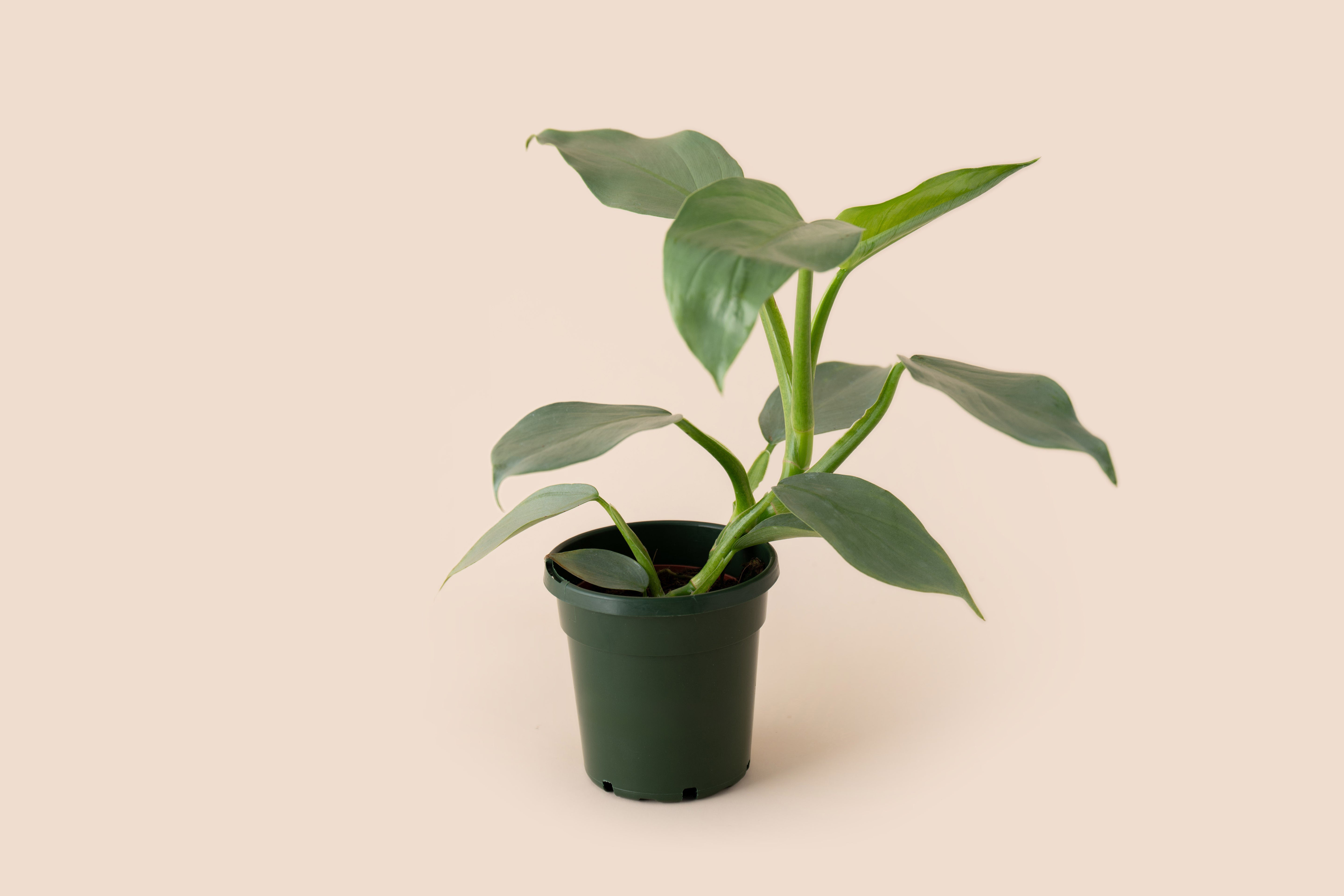4" Philodendron Silver Sword