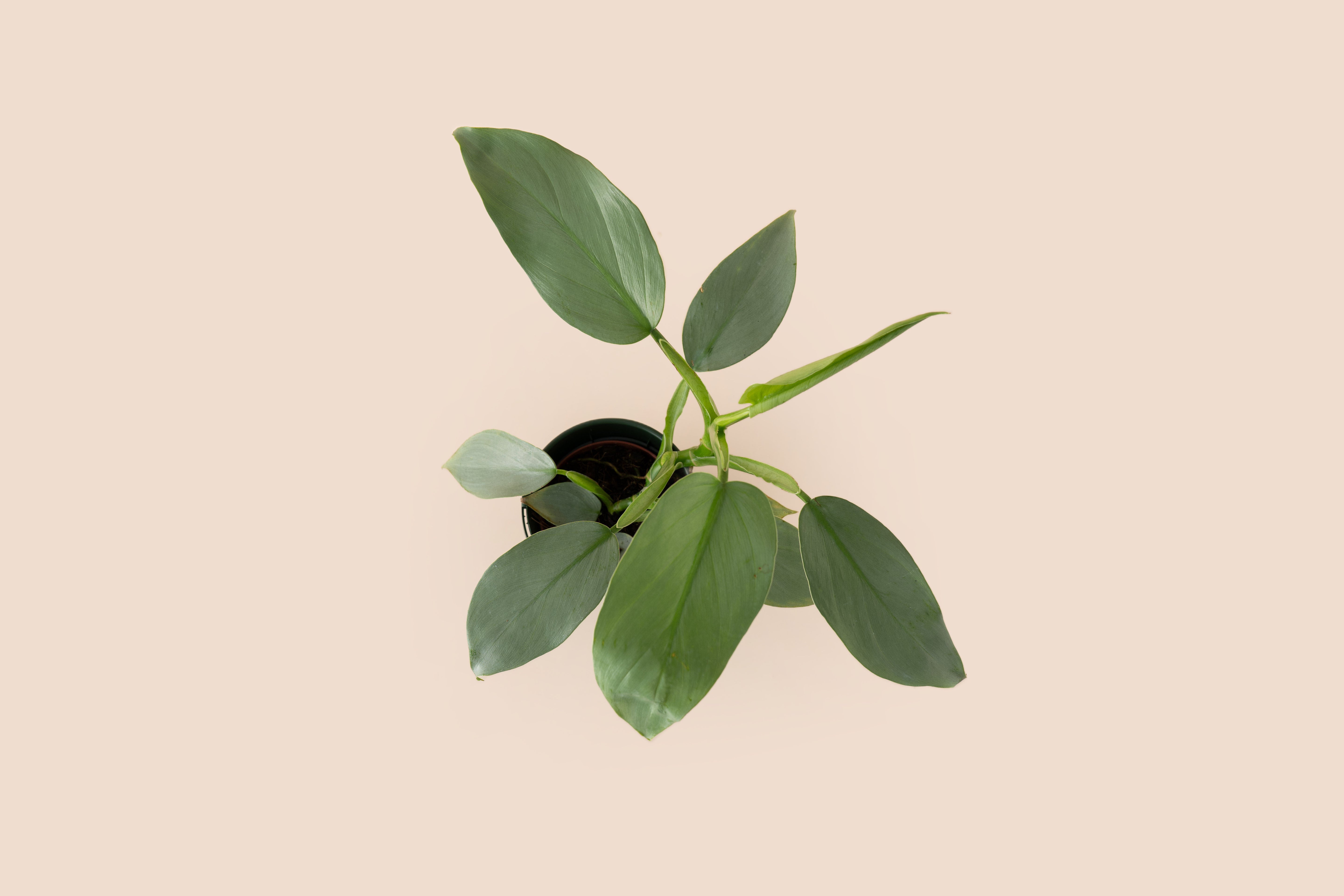 4" Philodendron Silver Sword