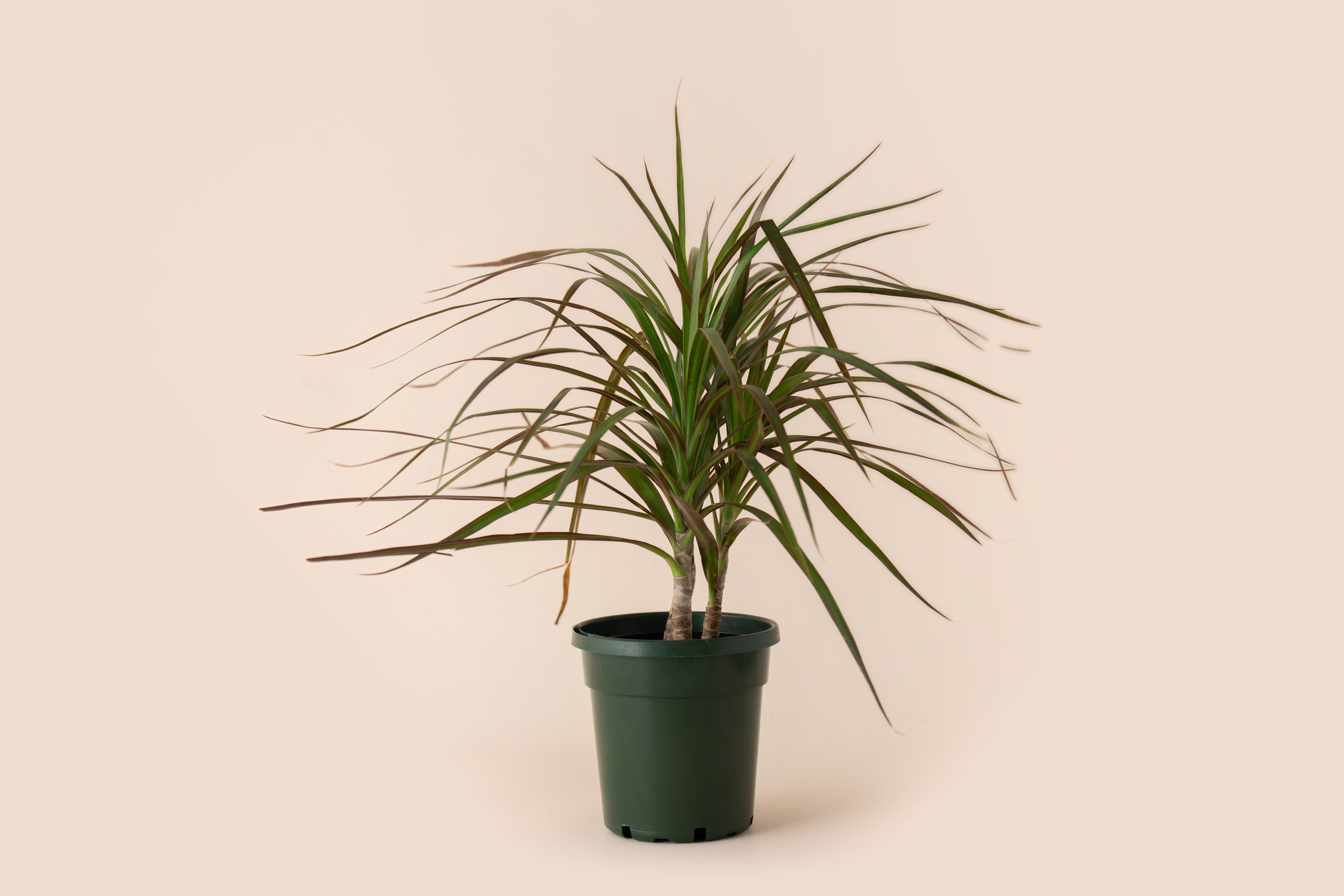 4" Dracaena Magenta